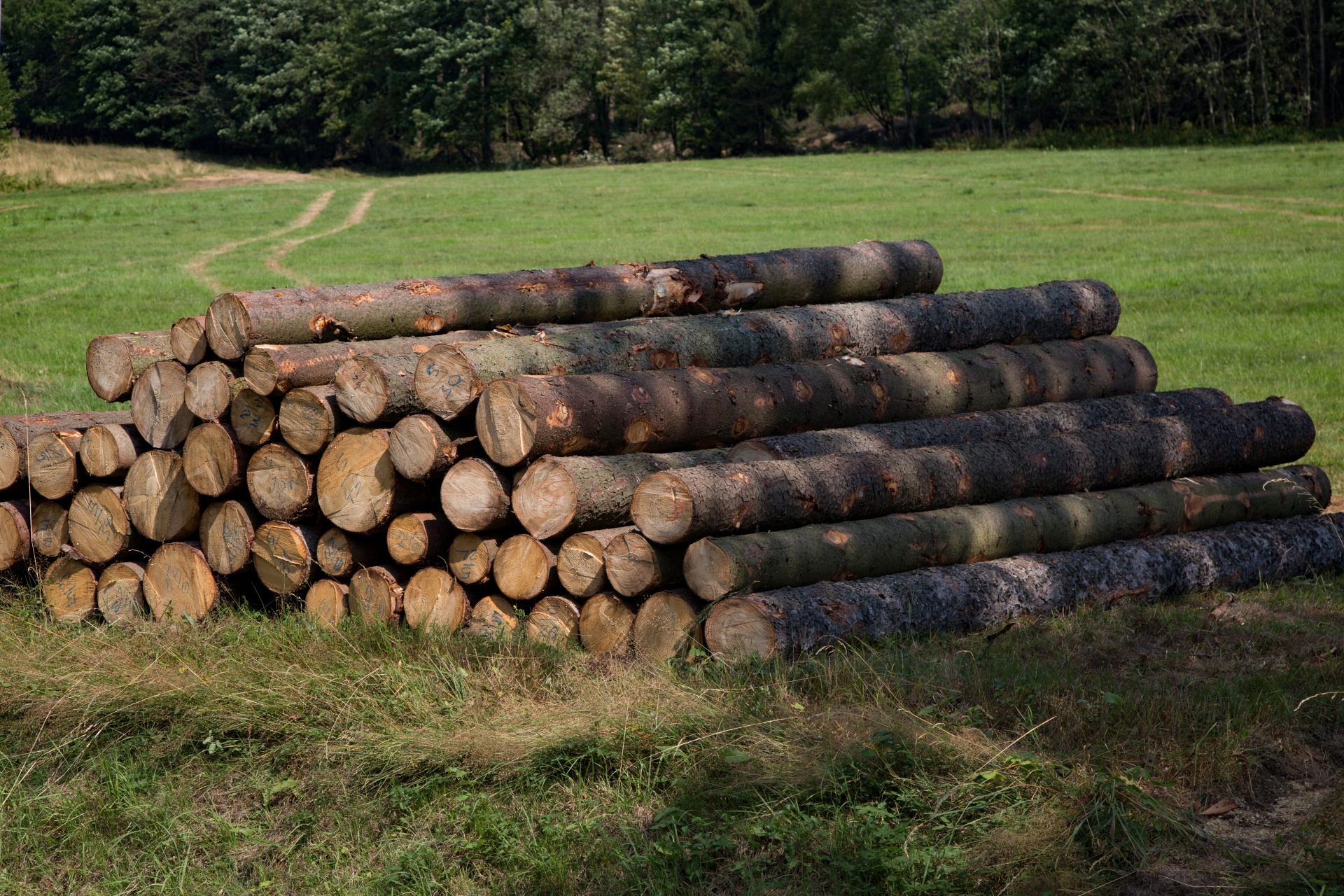 Bunch Of Felled Trees Free Stock Photo - Public Domain Pictures