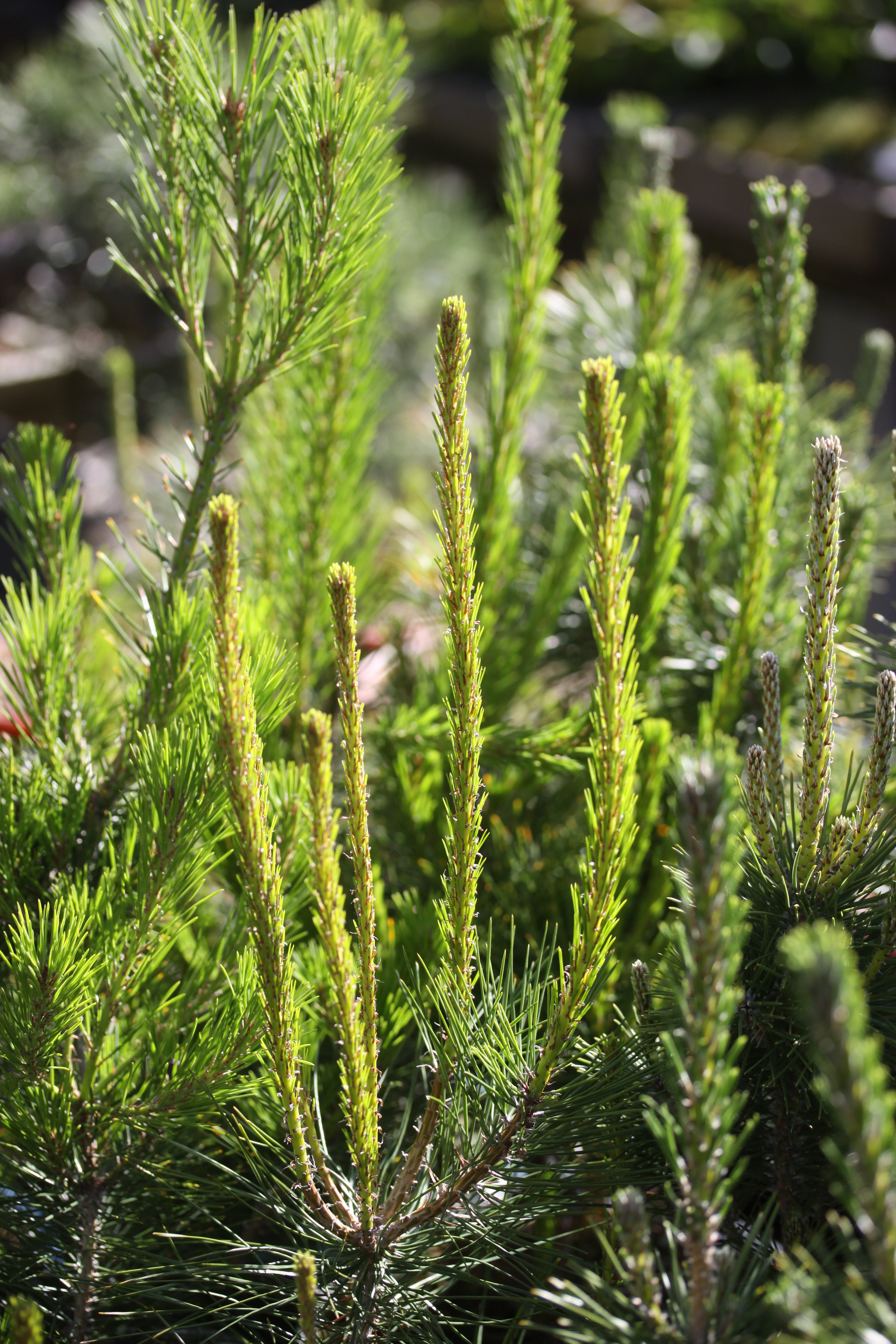 Phutu » A look at Black Pine strength – Spring Growth