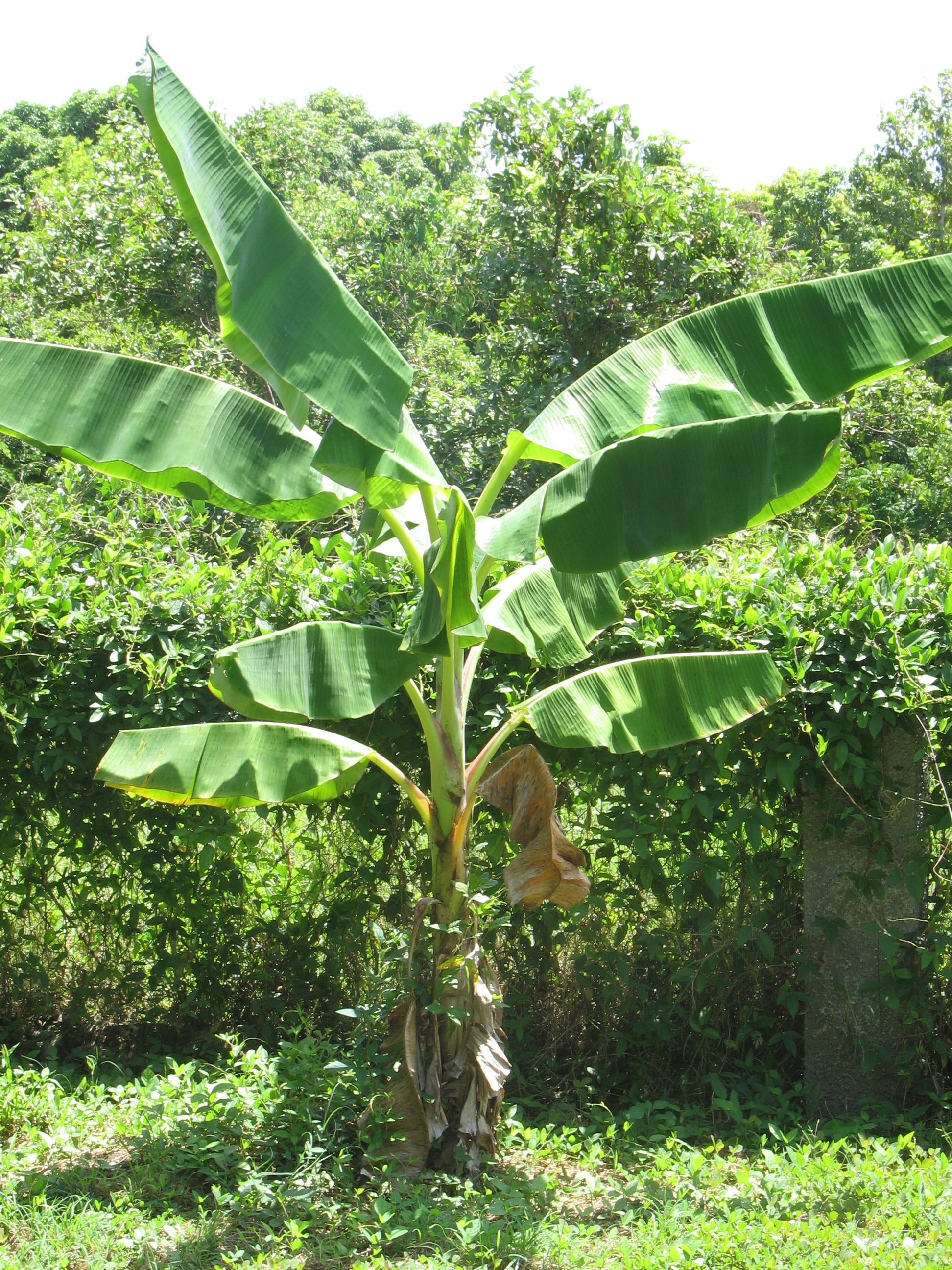 Banana Tree | My Parents Garden: Jamaica W.I. | Pinterest | Plants ...