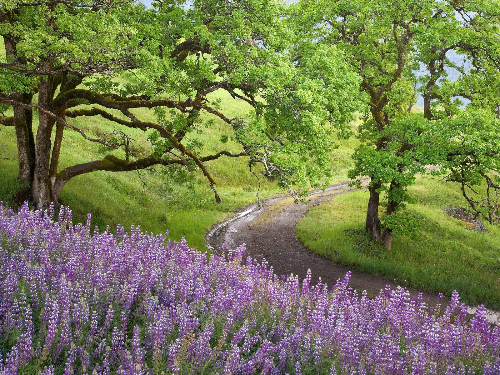 Forests: Country Road Trees Shadow Bunch Flower Green Purple Forest ...