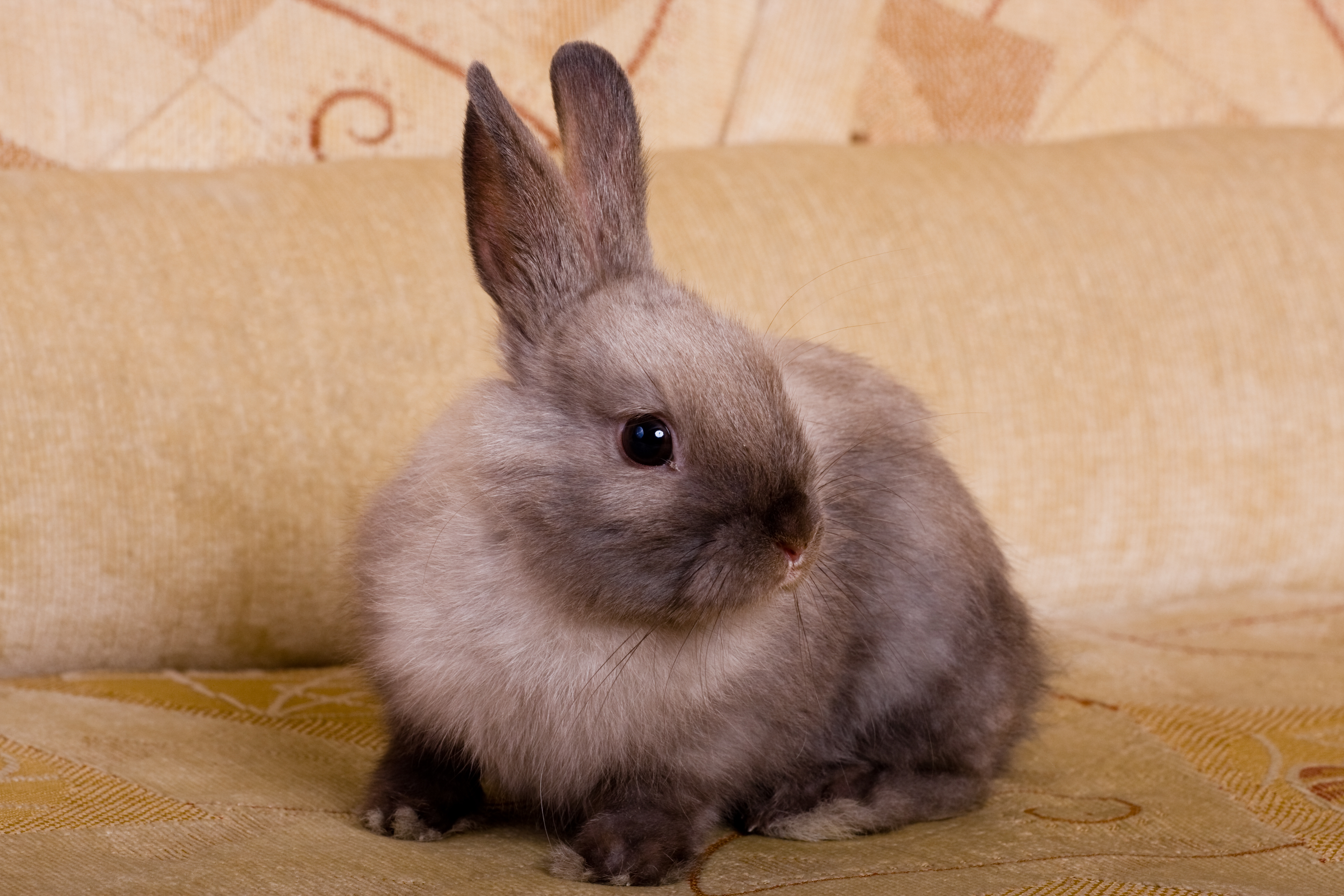 Can Rabbits Walk on a Leash? | Petfinder
