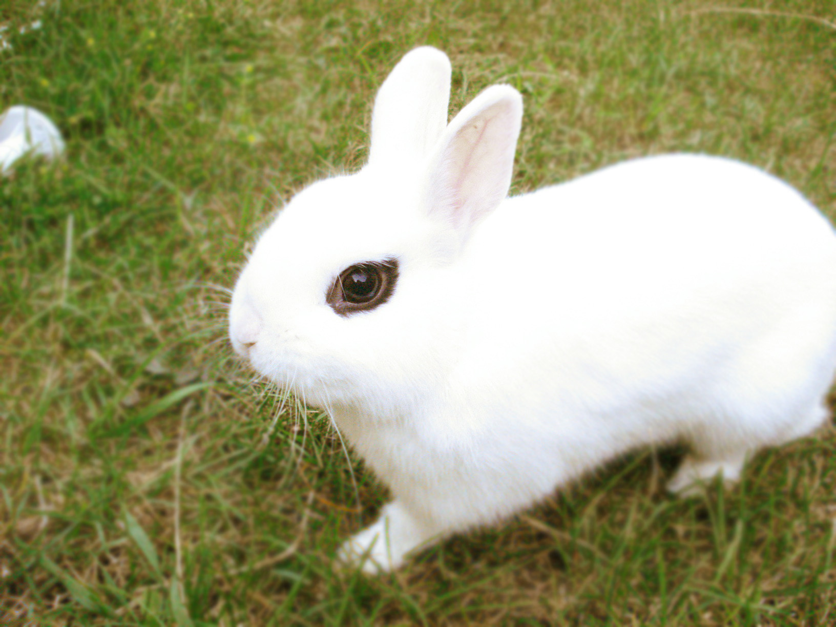 Different Breeds of Dwarf Rabbits | My Dwarf Bunny