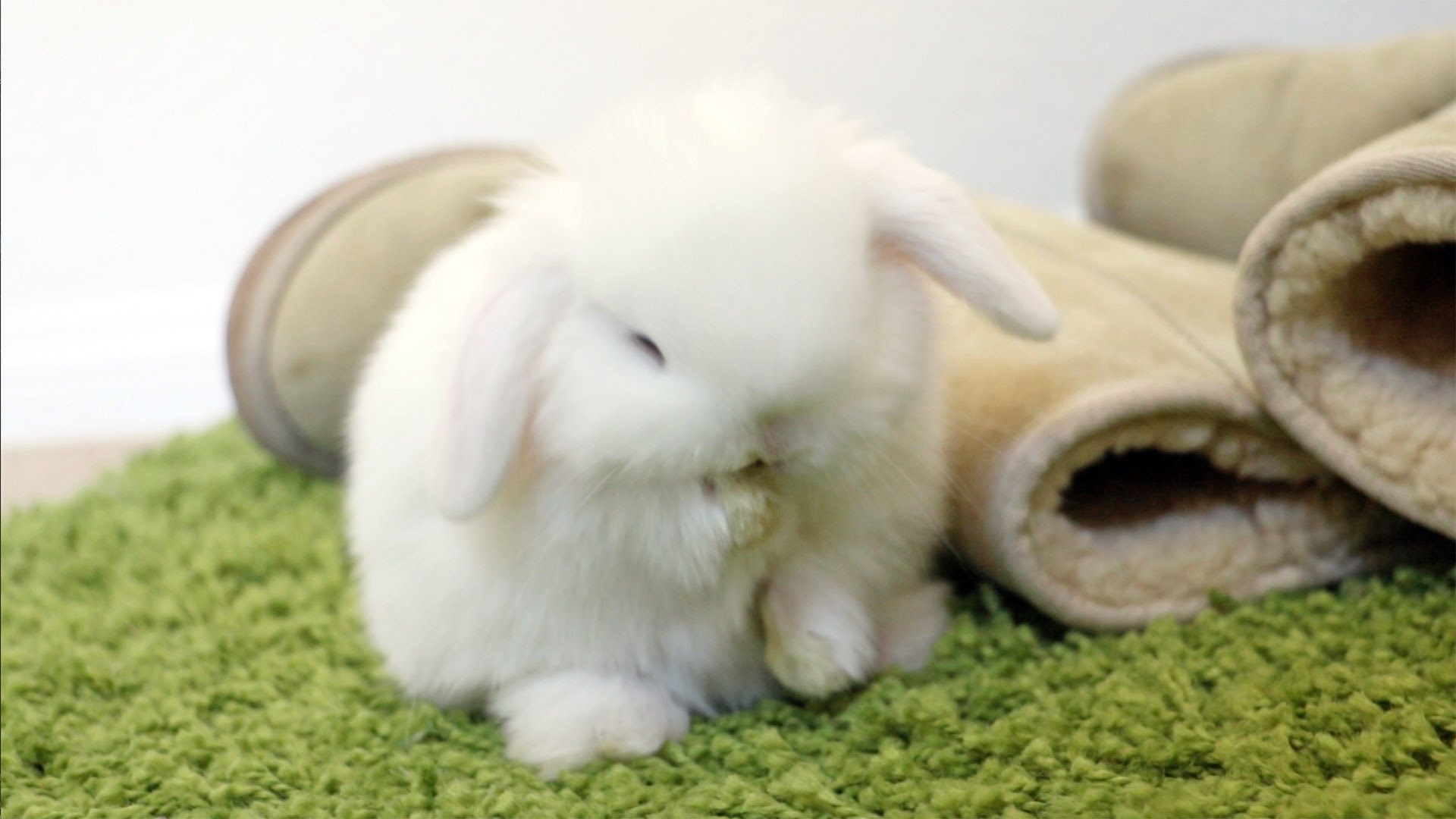 Baby Bunny Grooming - So CUTE! - YouTube