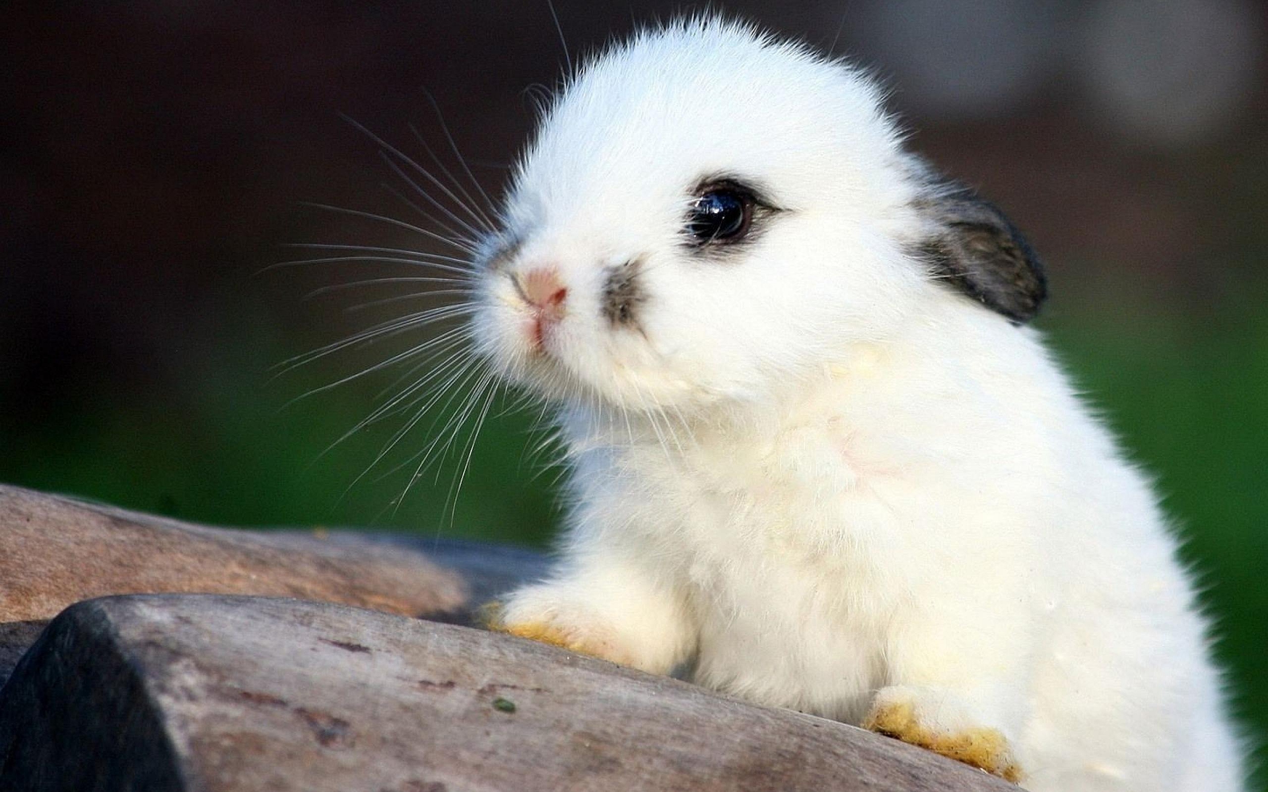 Help me name my bunny rabbit!