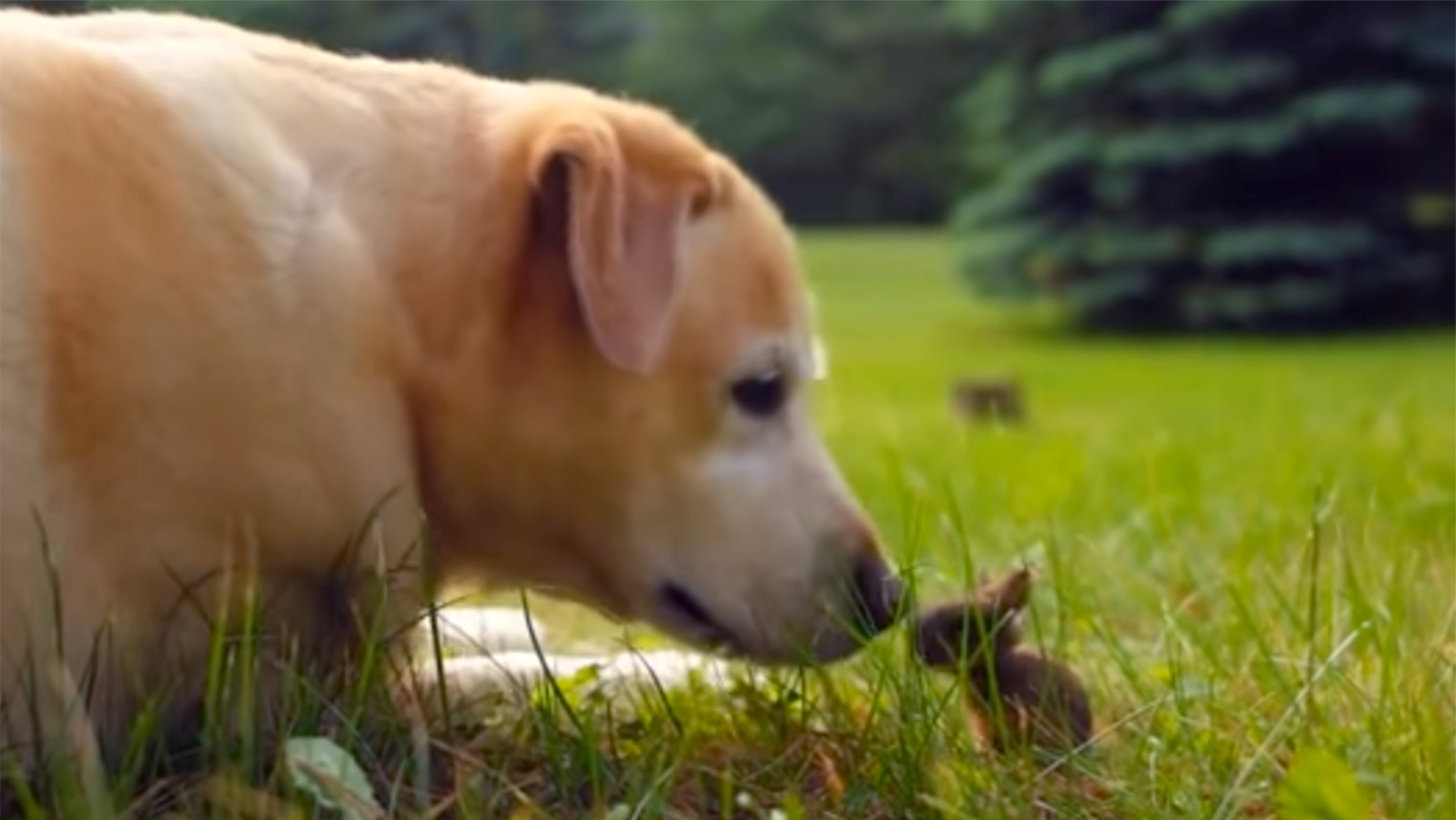 This big dog and teeny bunny are the best of pals