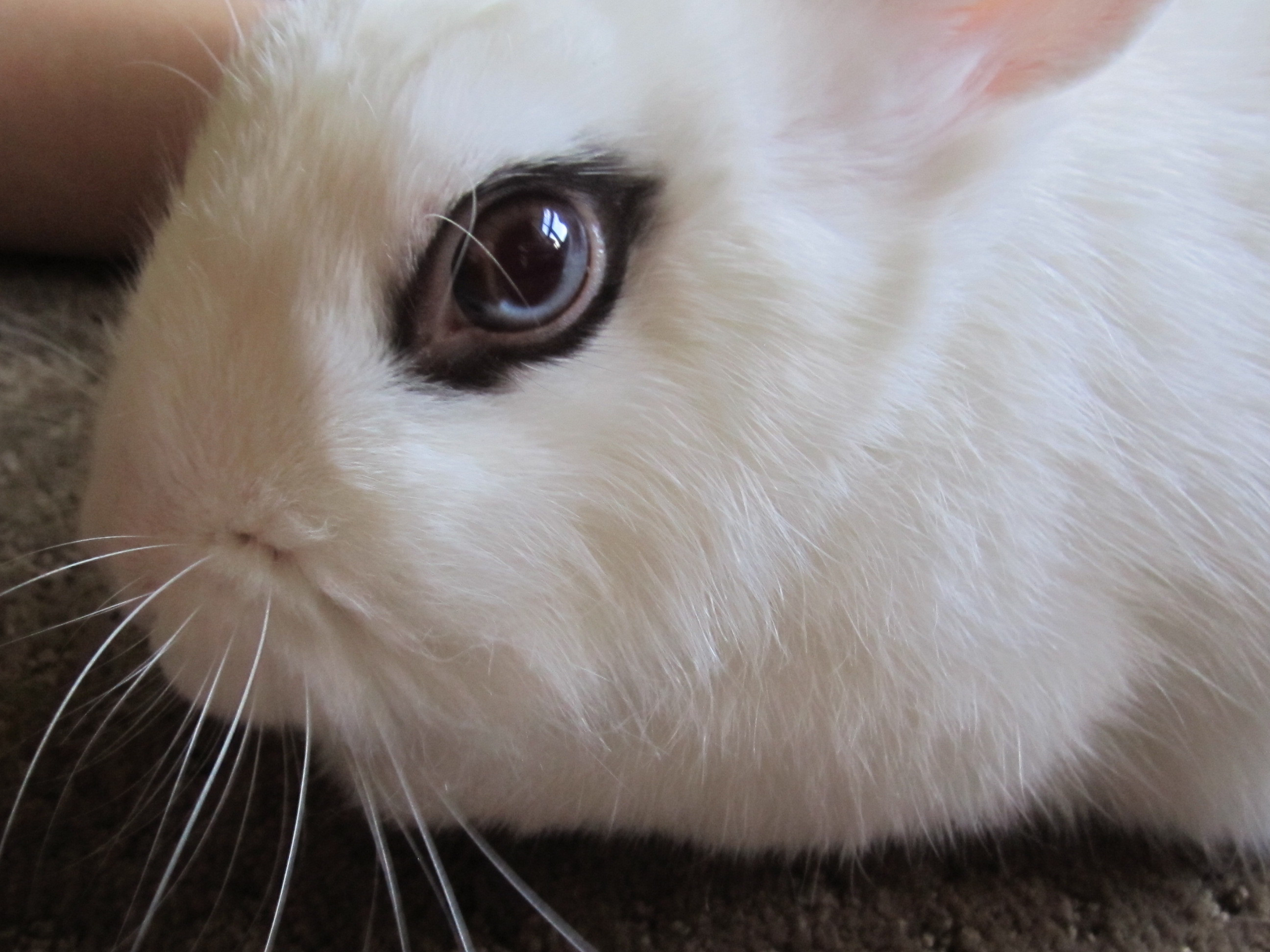 She has a pretty two colored eye : Rabbits