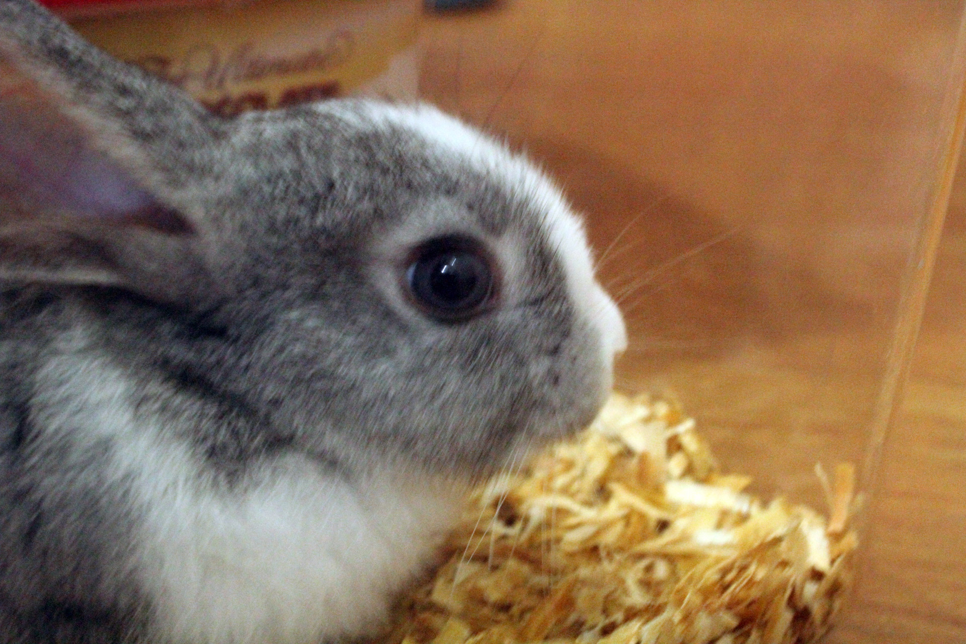 Bunny's Eye Free Stock Photo - Public Domain Pictures