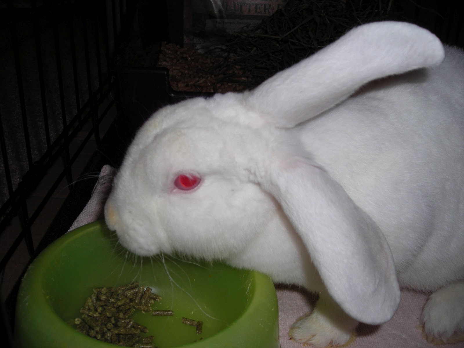 Pigs n Buns Small Pet Rescue: The Awesomeness of Red-Eyed Bunnies