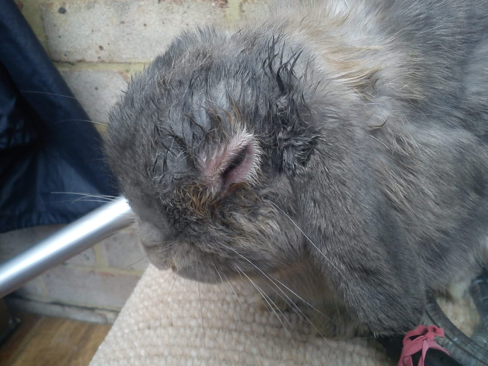 My bunny has swollen red and weeping eyes :'( [Archive] - Rabbits ...