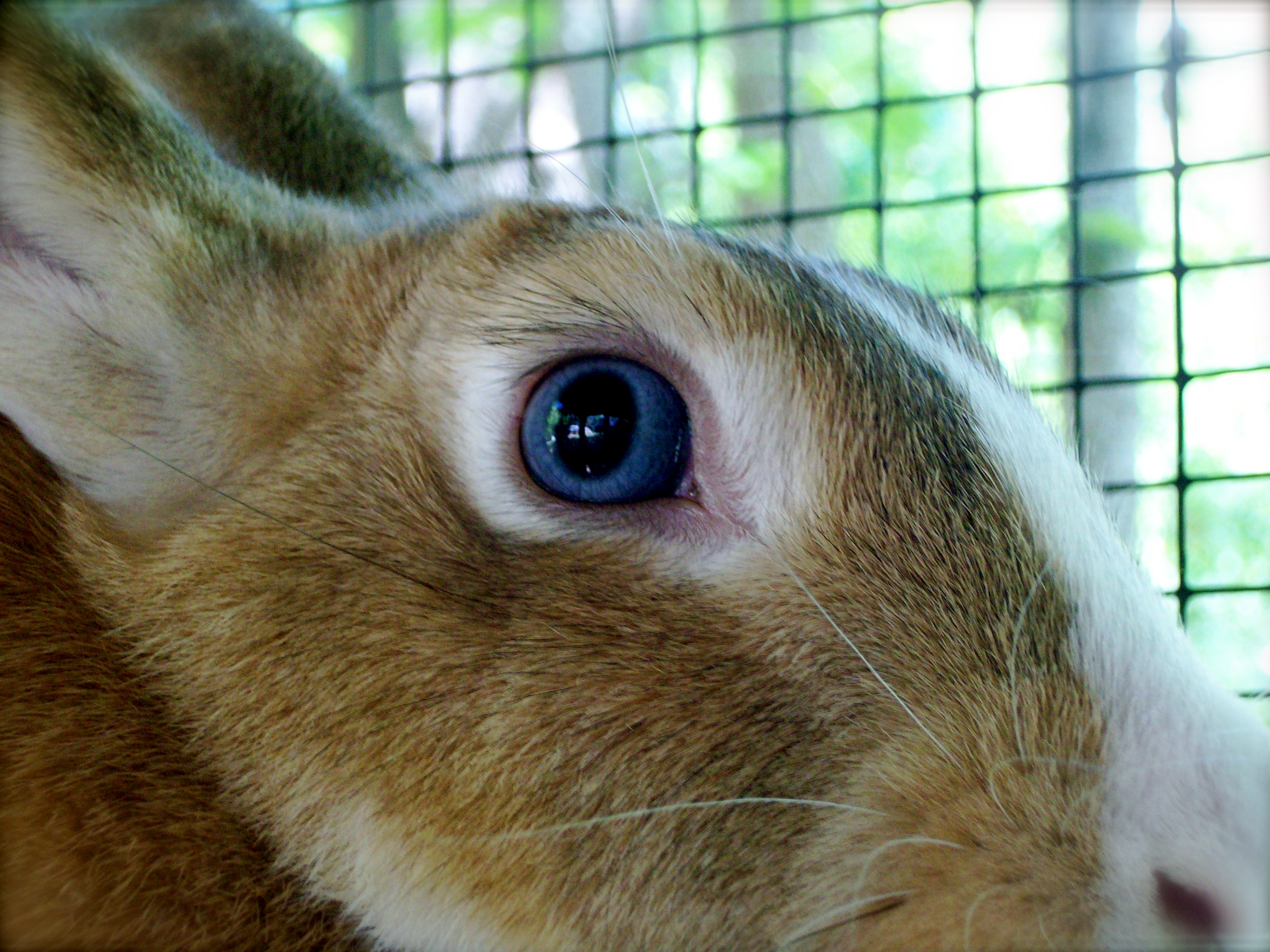 Blue-eyed Bunny :3 by writingshock on DeviantArt