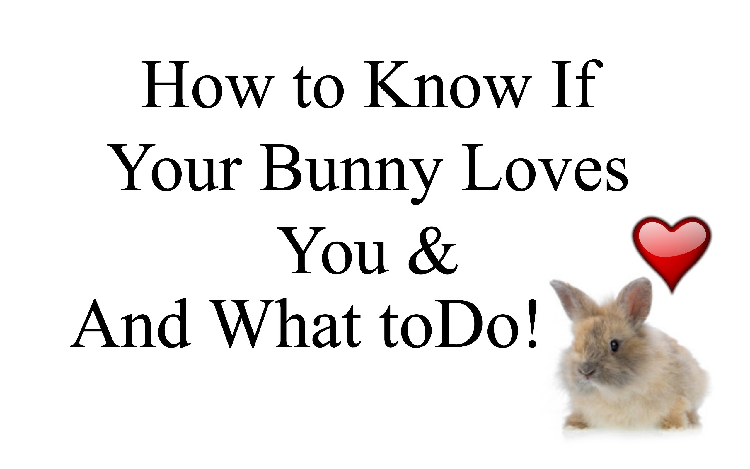 How to Know if Your Bunny Loves You, What to do and CARE TIPS - YouTube