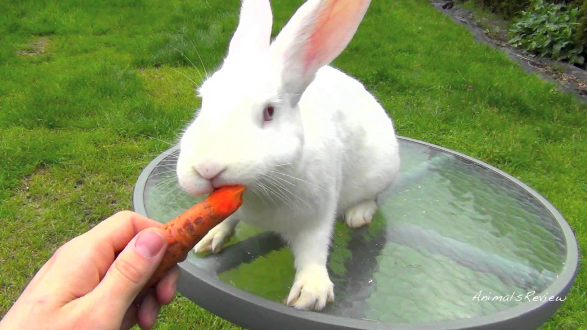 New Zealand White Bunny Rabbit Eating Carrot - YouTube