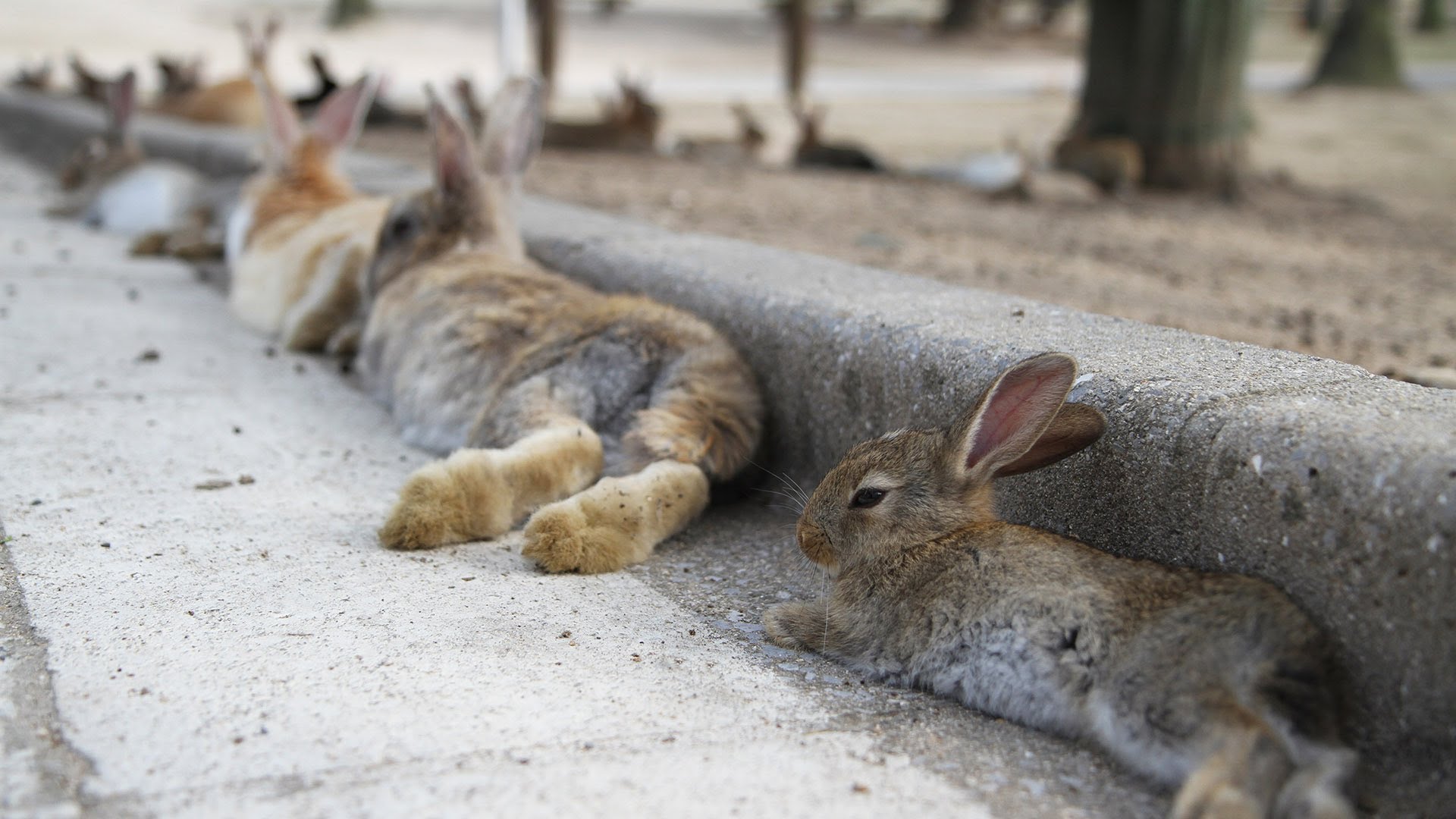 Thousands of Bunnies Chillin' on Japan's Rabbit Island - YouTube