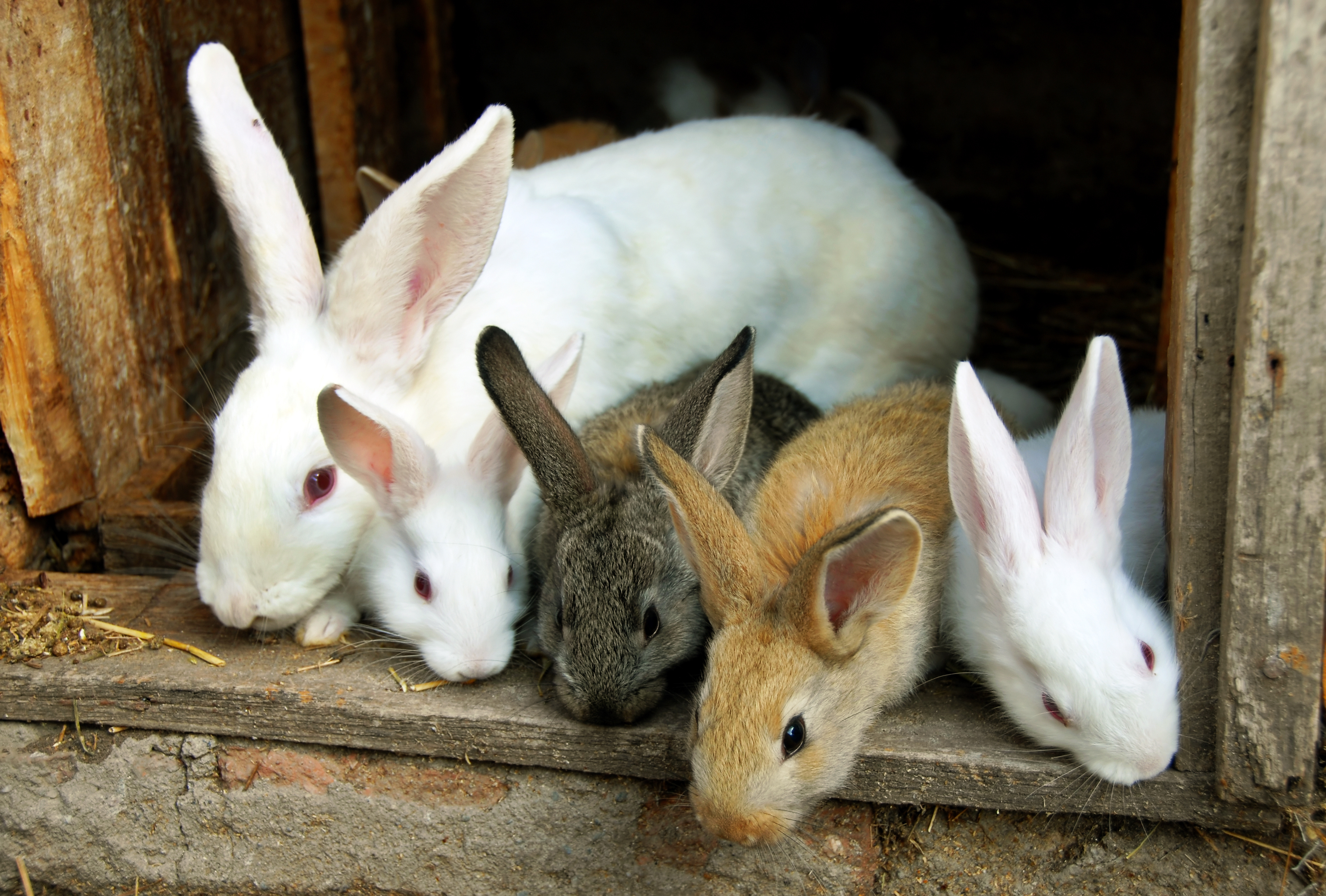 Can Rabbits Eat Grapes?' and Other Dietary Questions Answered