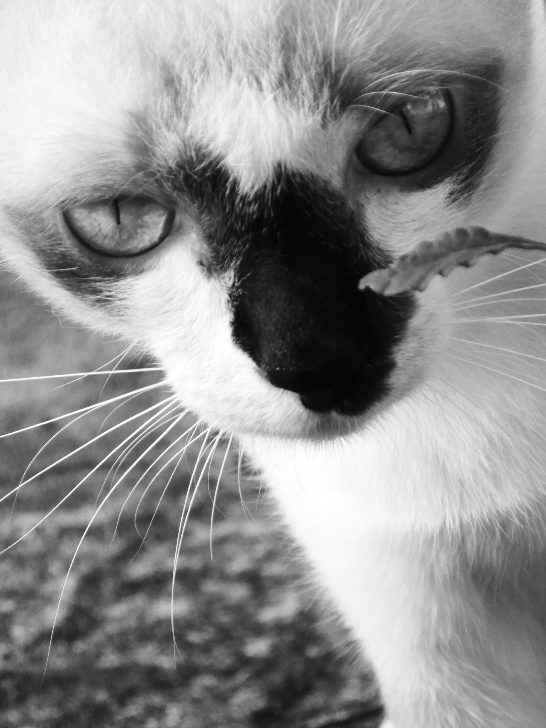 Burmese cat black and white photo