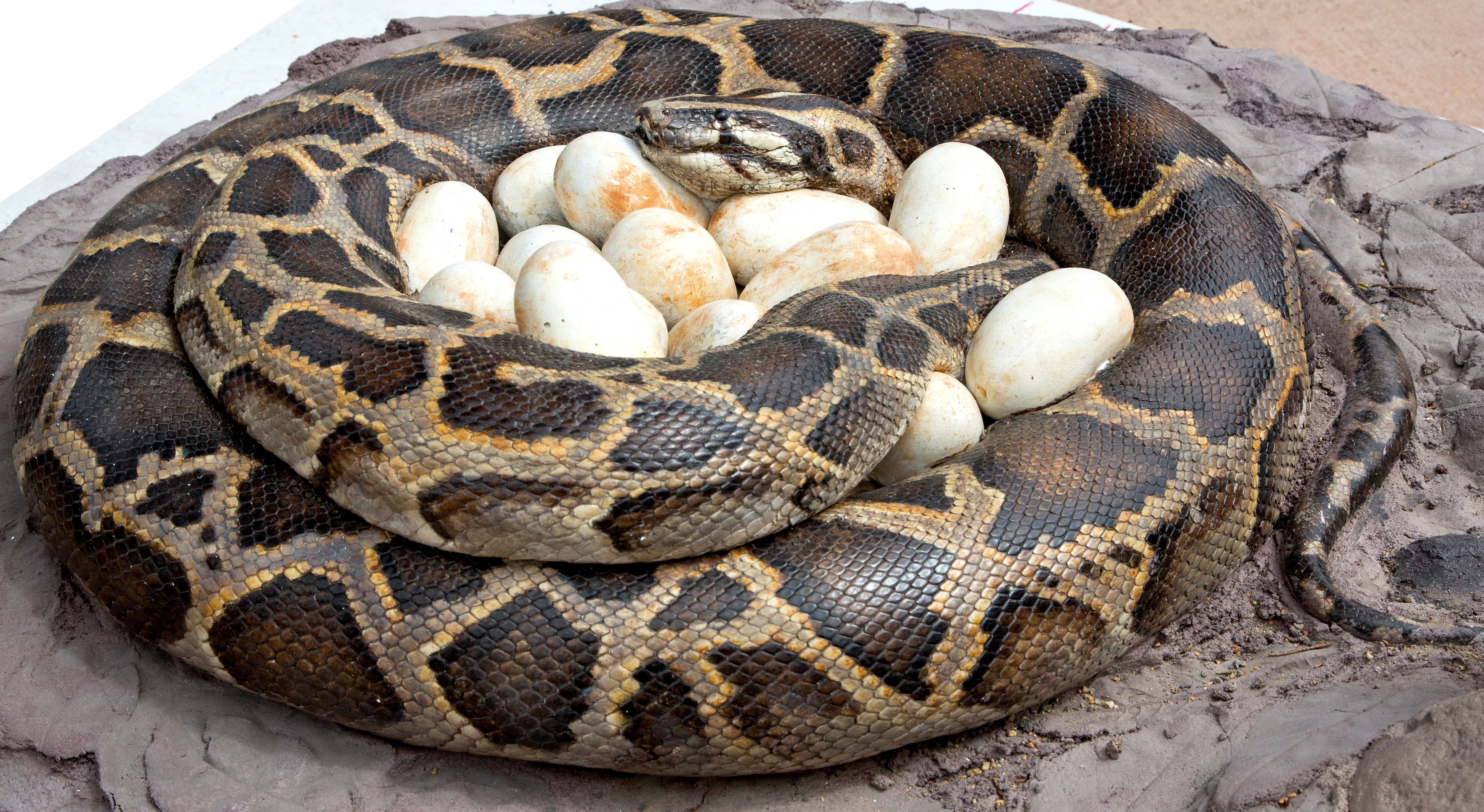 Burmese Python: The Invasive Snake is Here to Stay | Burmese python ...