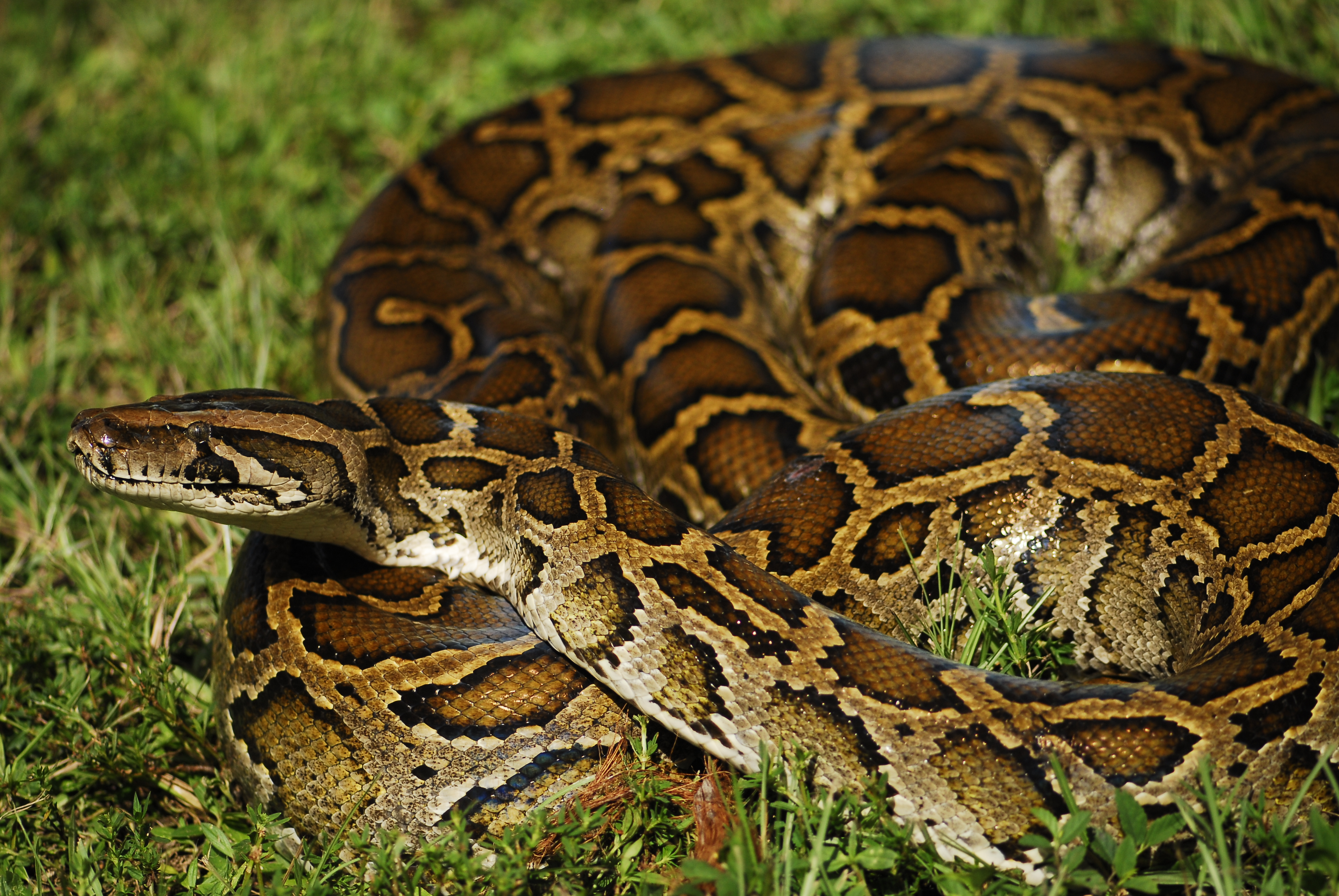Burmese Python - Everglades CISMA