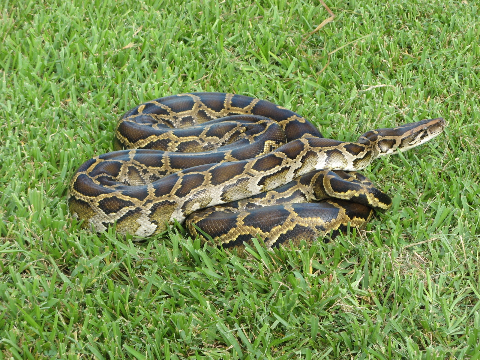 File:Burmese python (6887388927).jpg - Wikimedia Commons