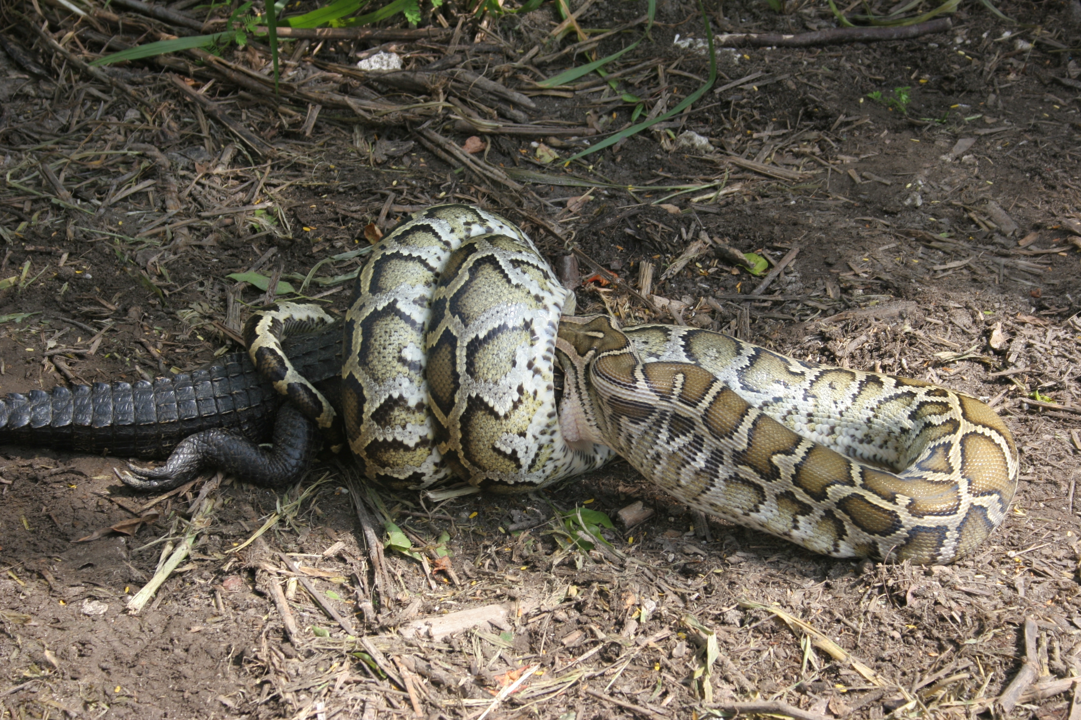 Problems Caused by Burmese Pythons - Burmese Python Invasion of ...