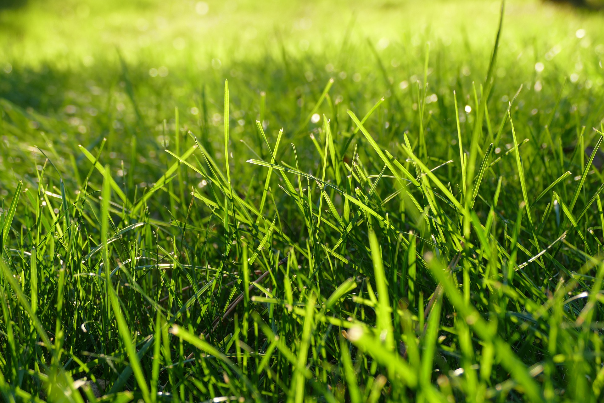 Burning your Grass: Good or Bad? | Perfectly Green Lawn Care