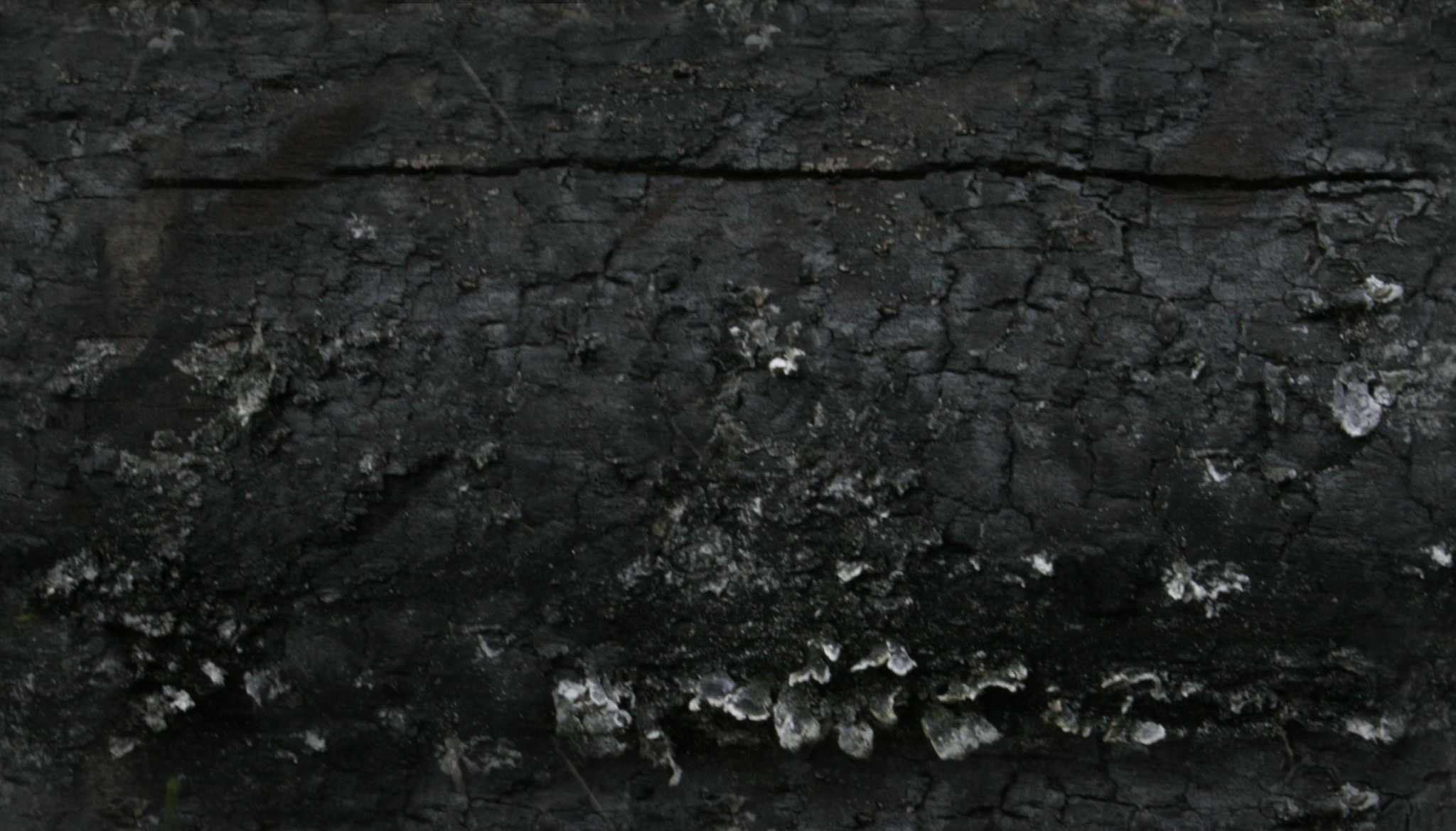 Burned Wood Texture - Seamless Texture with normalmap | OpenGameArt.org