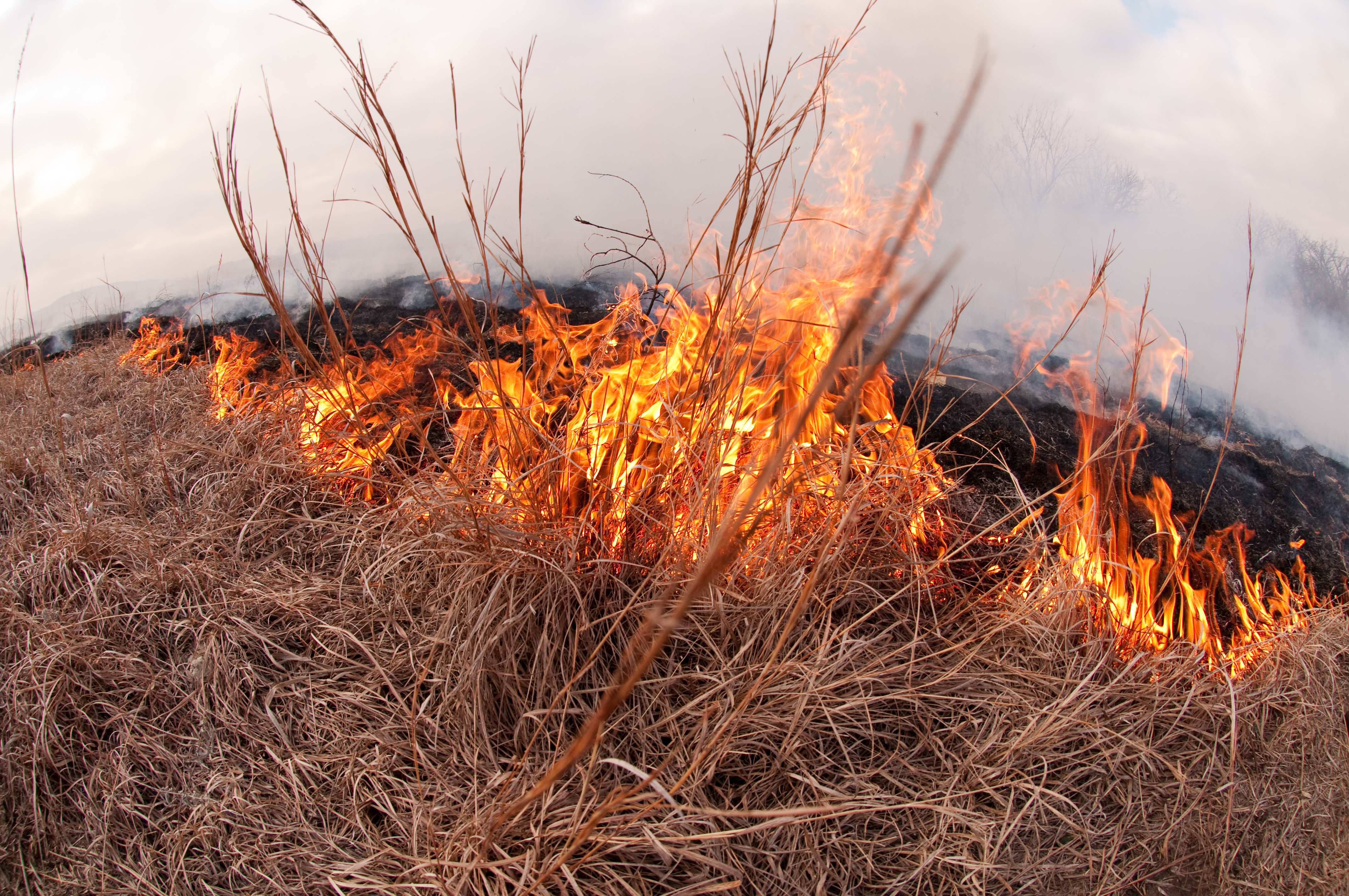 Study finds benefits to burning Flint Hills prairie in fall and ...