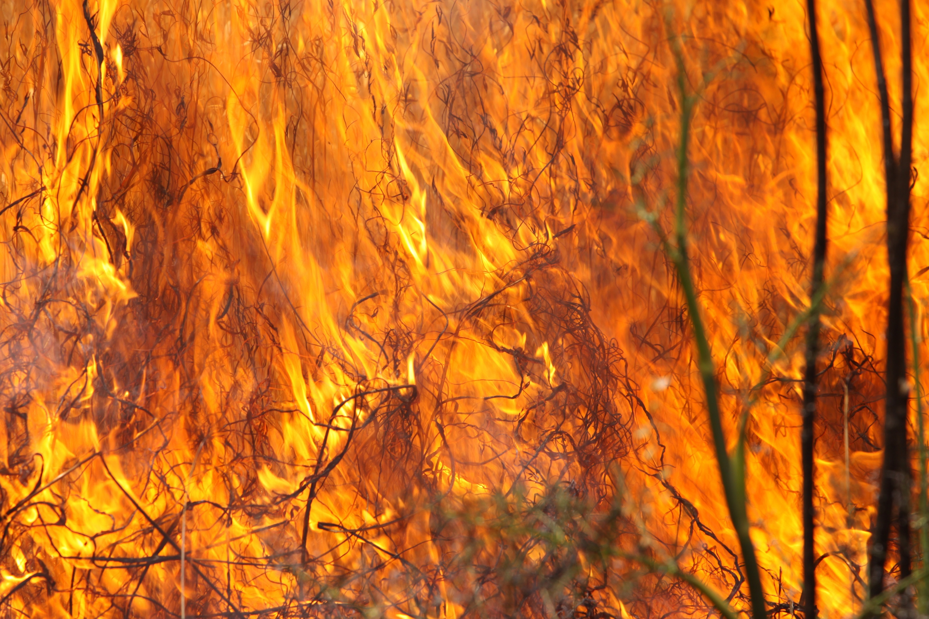 Burning Grass, Burning, Fire, Forest, Grass, HQ Photo