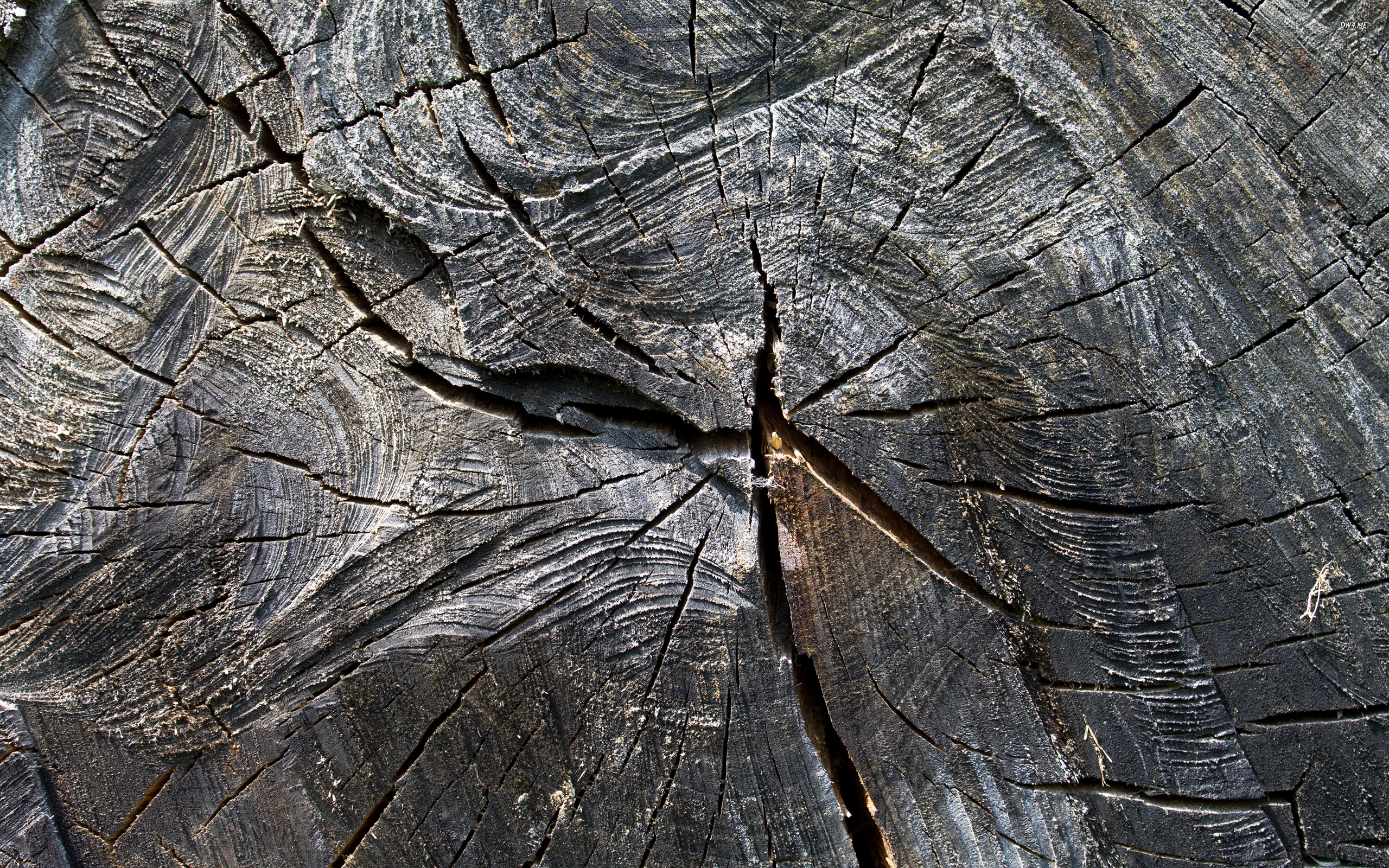 Burnt log wallpaper - Photography wallpapers - #2722
