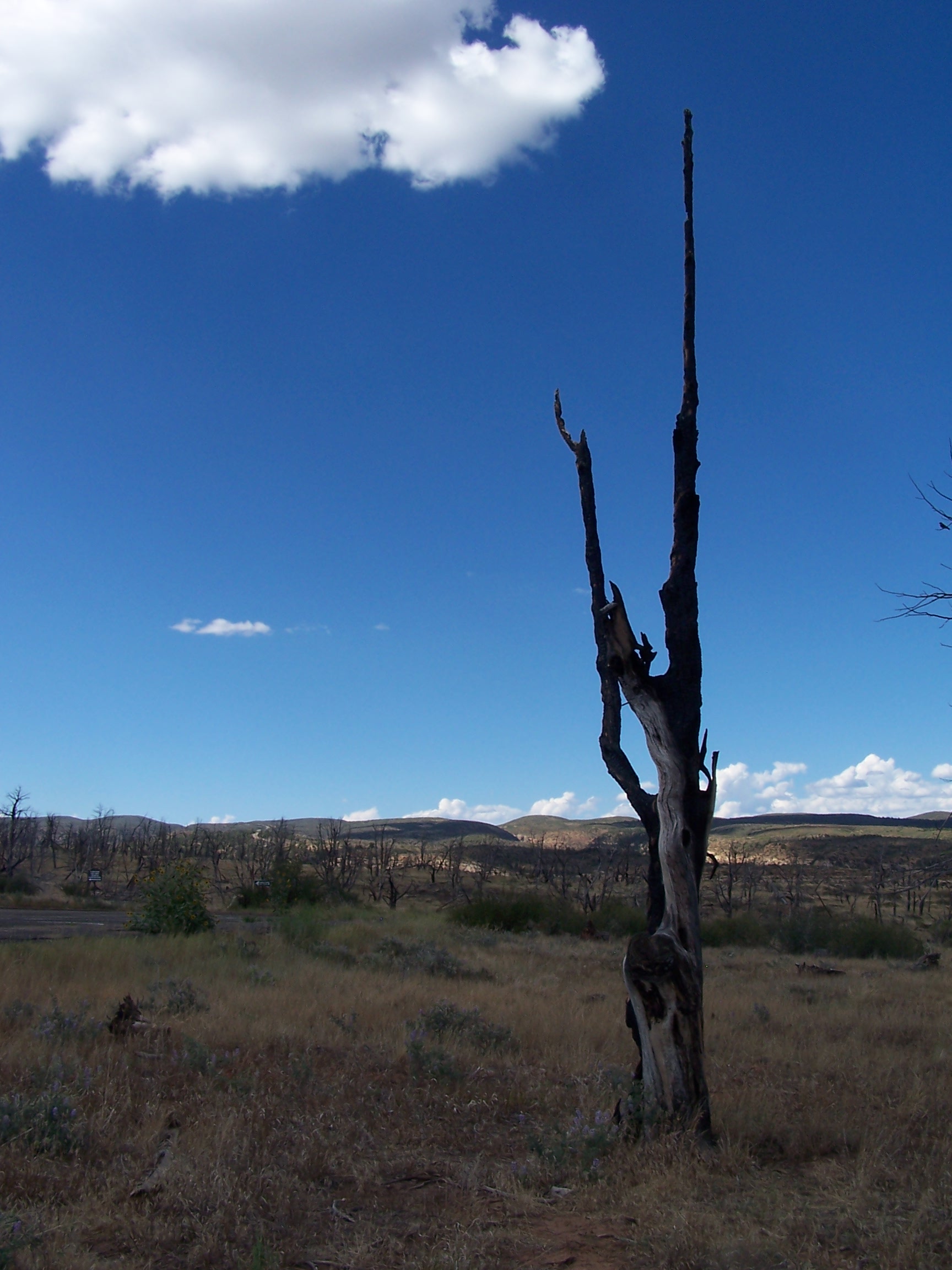 File:Burnt tree Mesa Verde National Park, Colorado.JPG - Wikimedia ...
