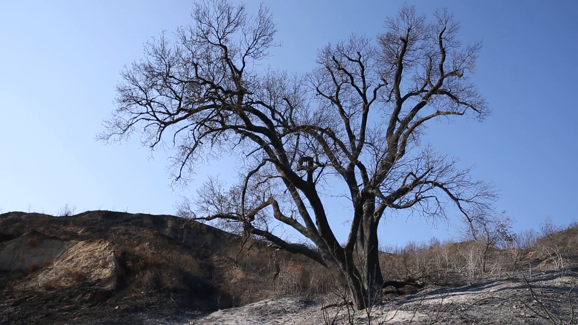 burnt tree in barren landscape Stock Video Footage - Videoblocks