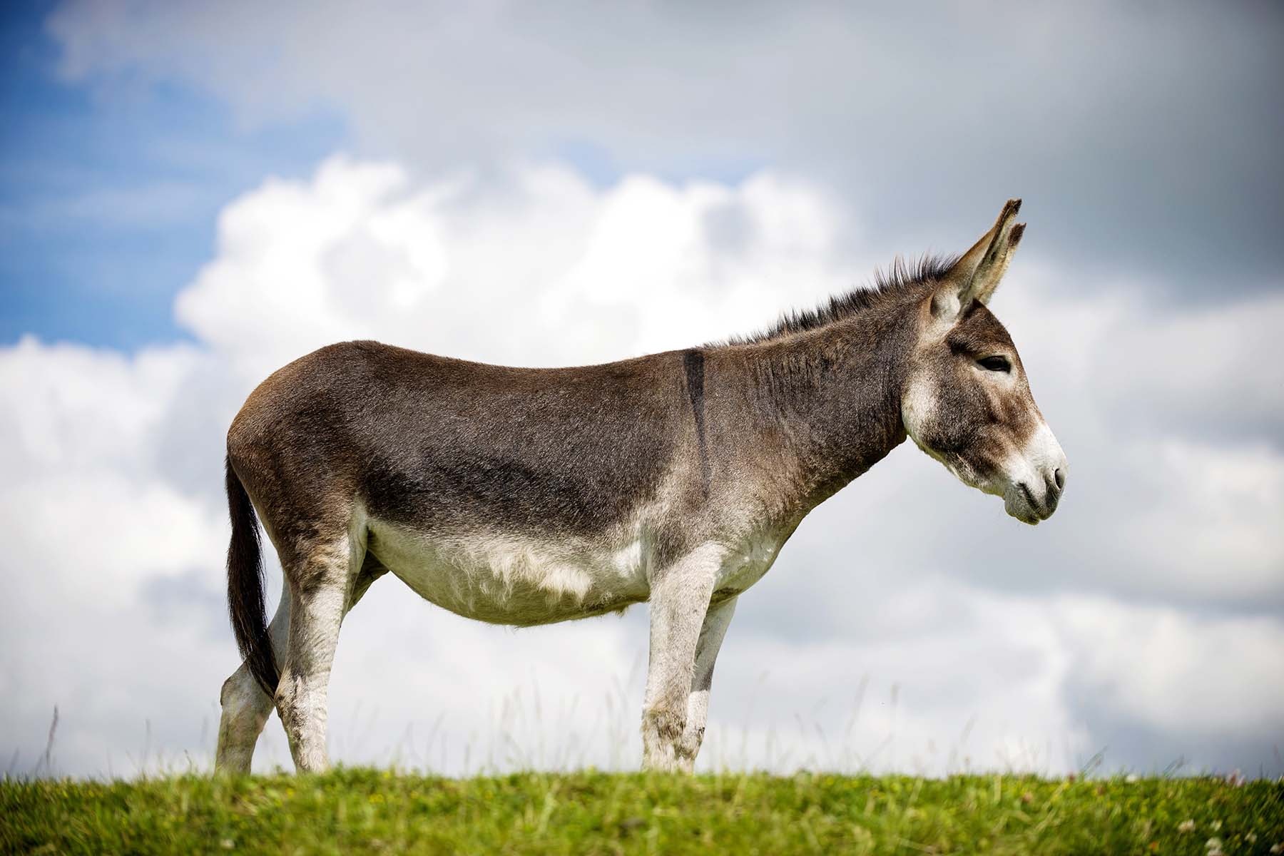 burro (noun) definition and synonyms | Macmillan Dictionary