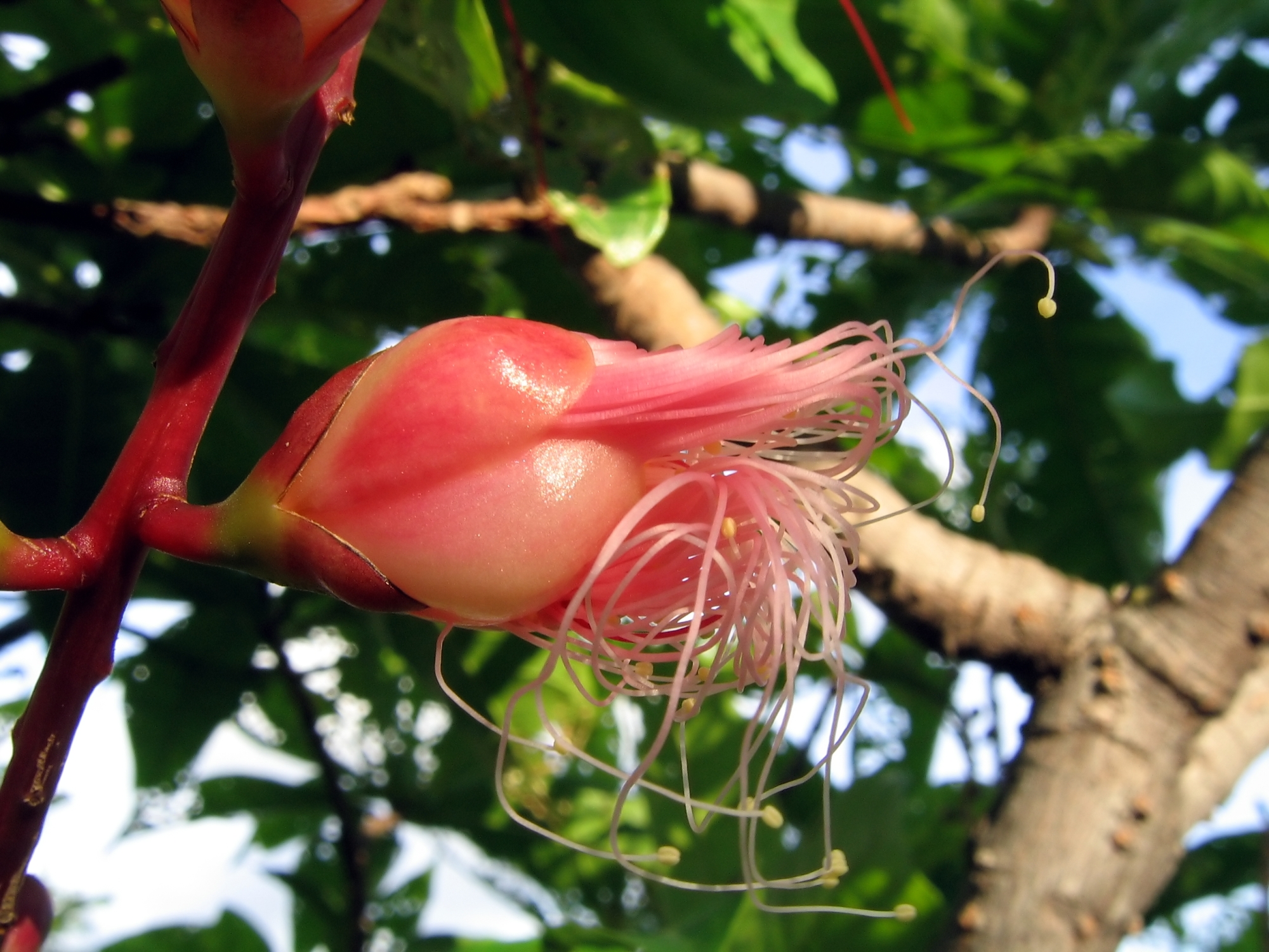Bursting bud of a tropical blossom photo