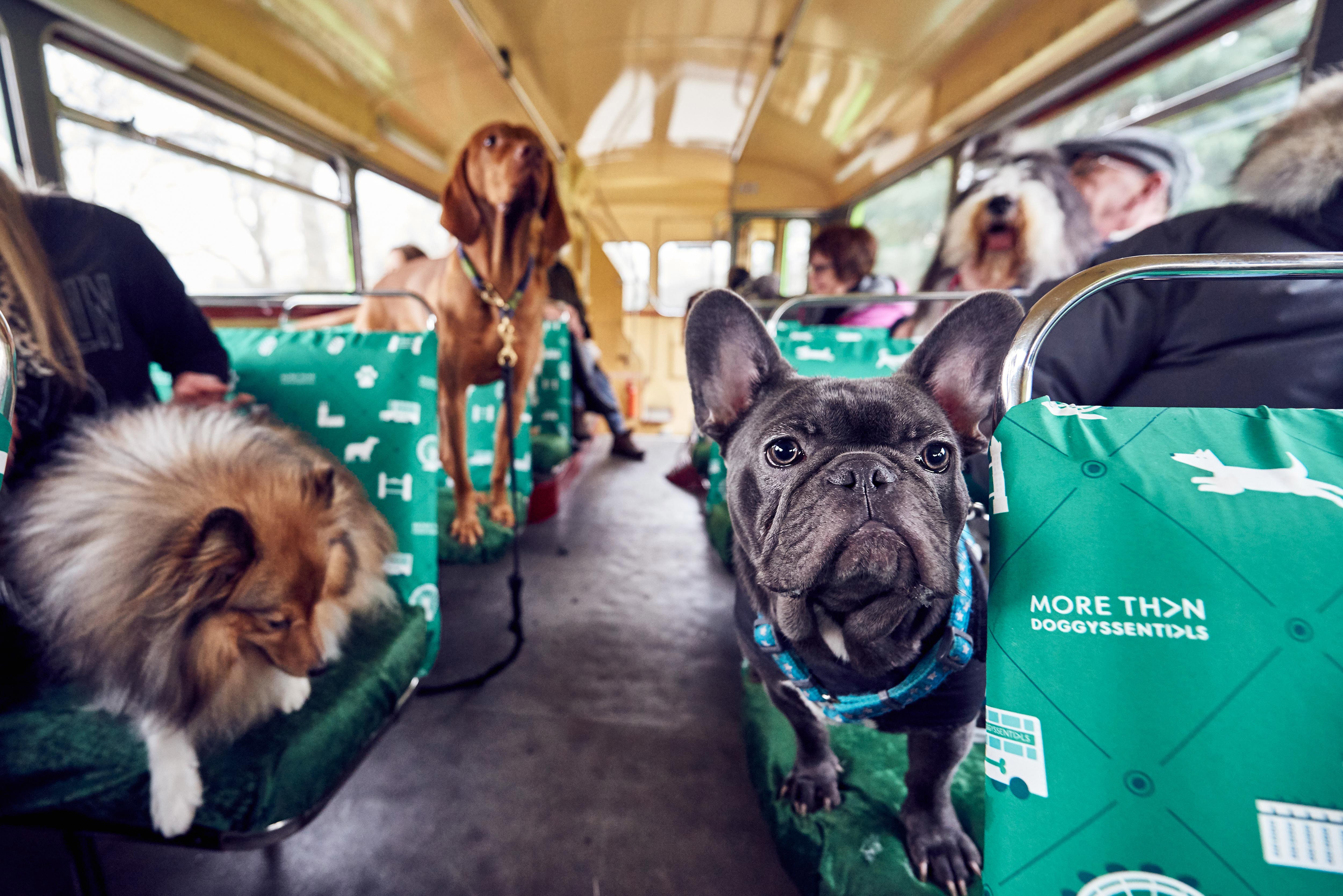 Bus and dog photo