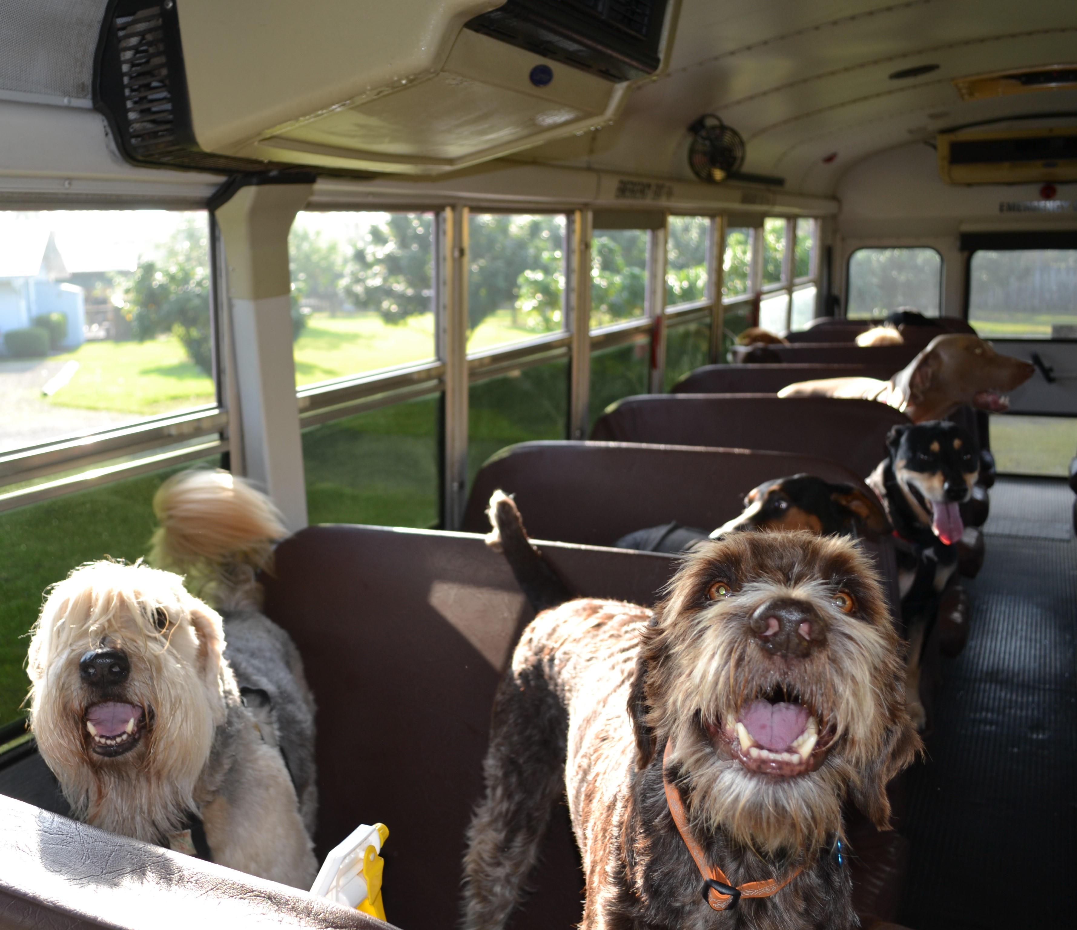 The First School Bus for Dogs - Dog Day Care Miami, FL - Totally Dog