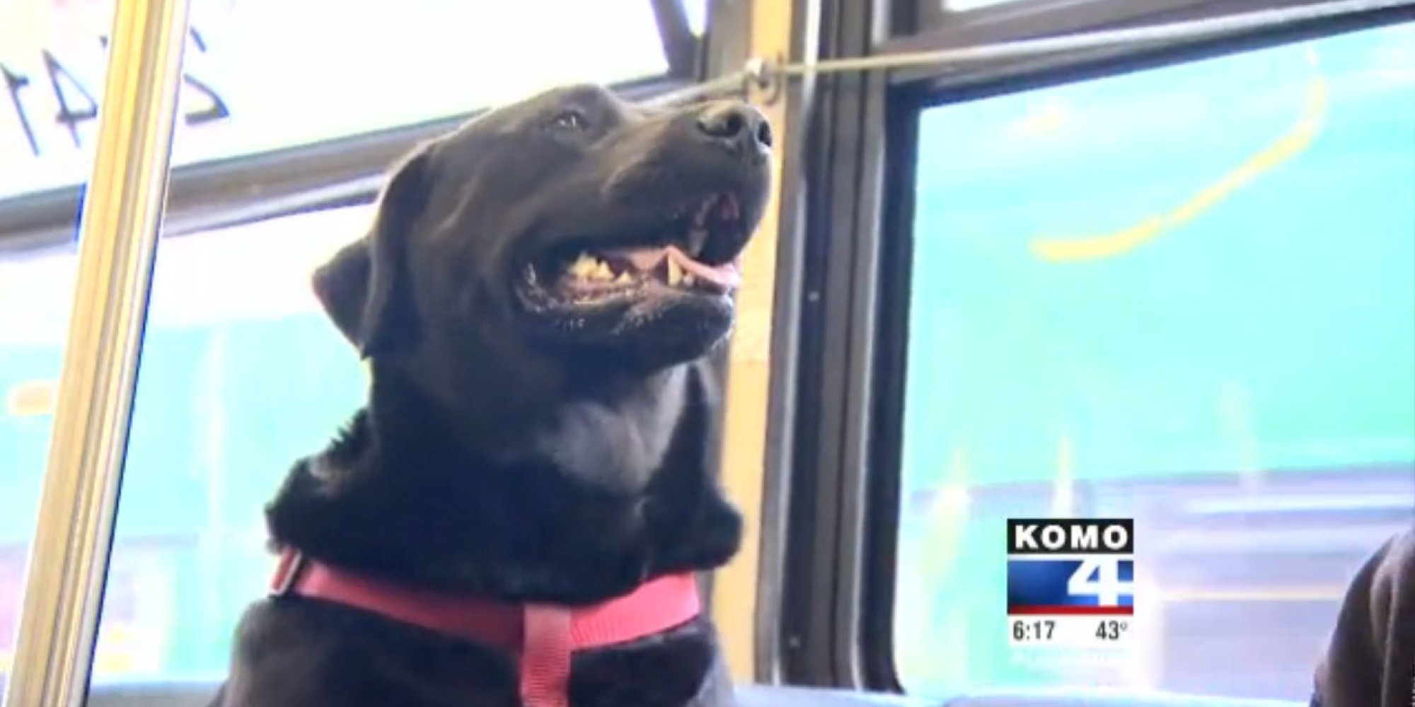Seattle Dog Figures Out Buses, Starts Riding Solo To The Dog Park ...