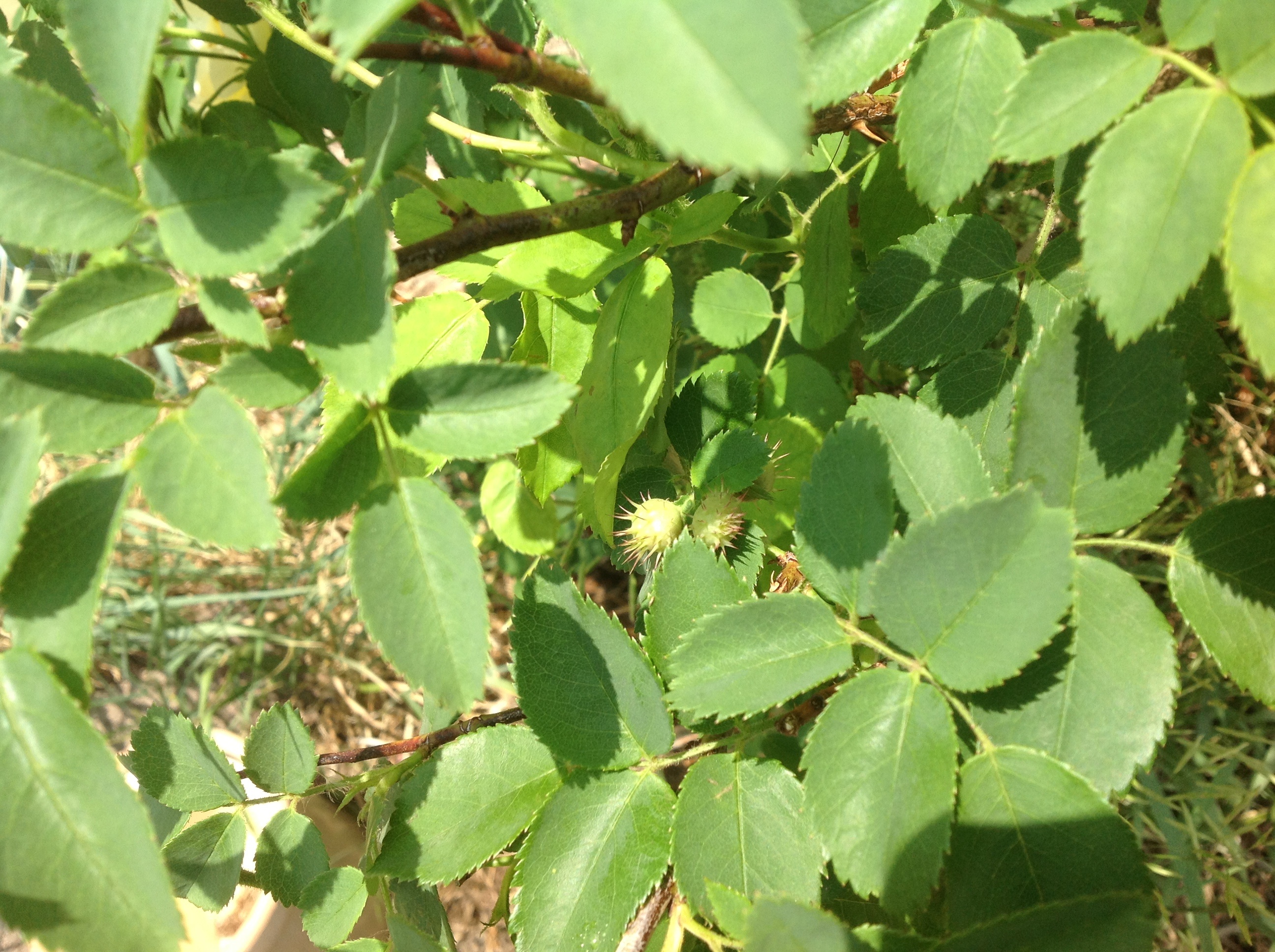 spiky green balls on rose bush, leaf and stem - Ask an Expert