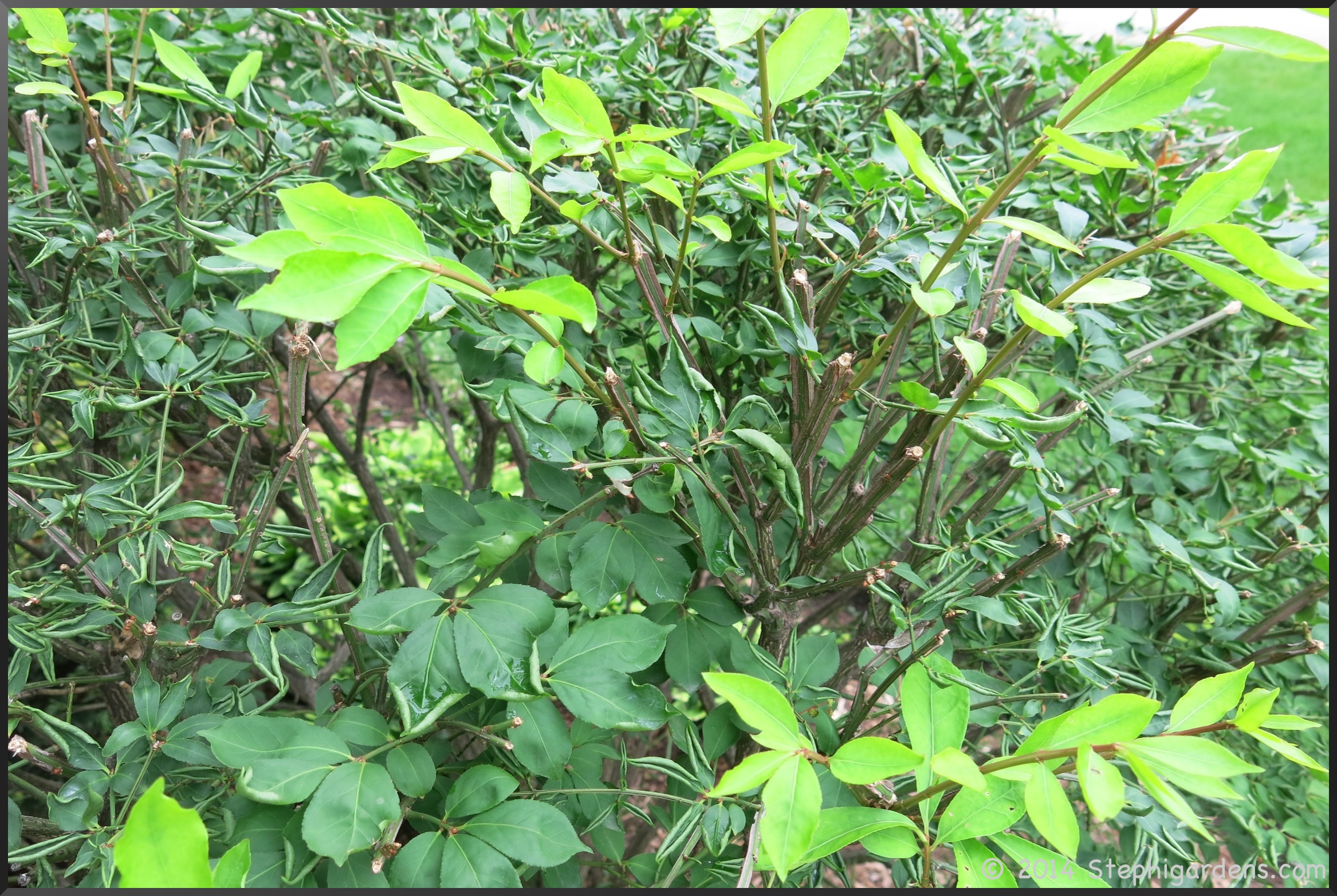 Curled Leaves on the Bushes – Stephi Gardens