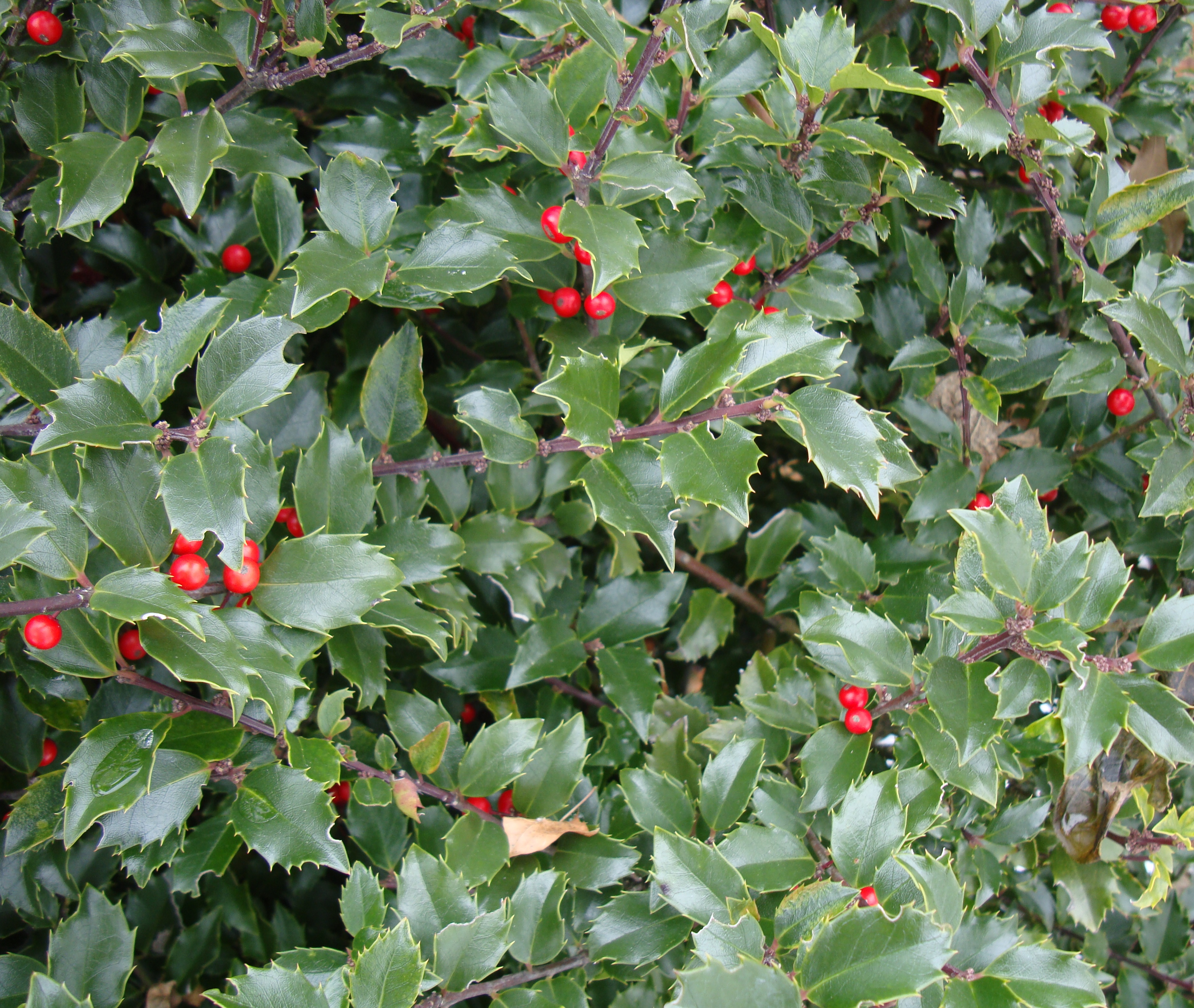 Bush with red berries photo