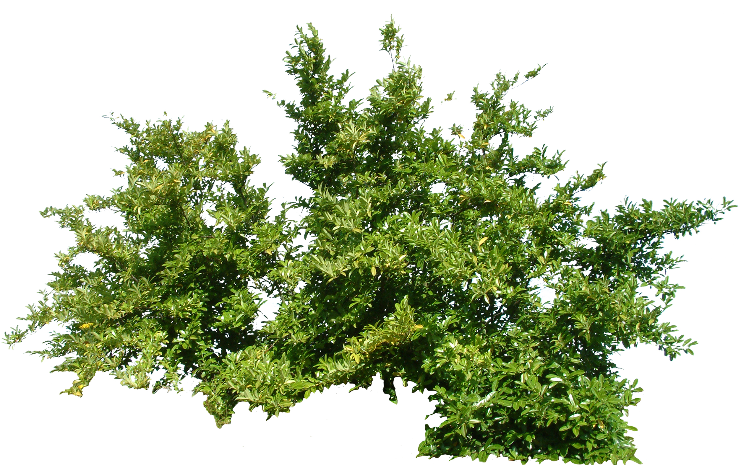 bush tree baum Texture