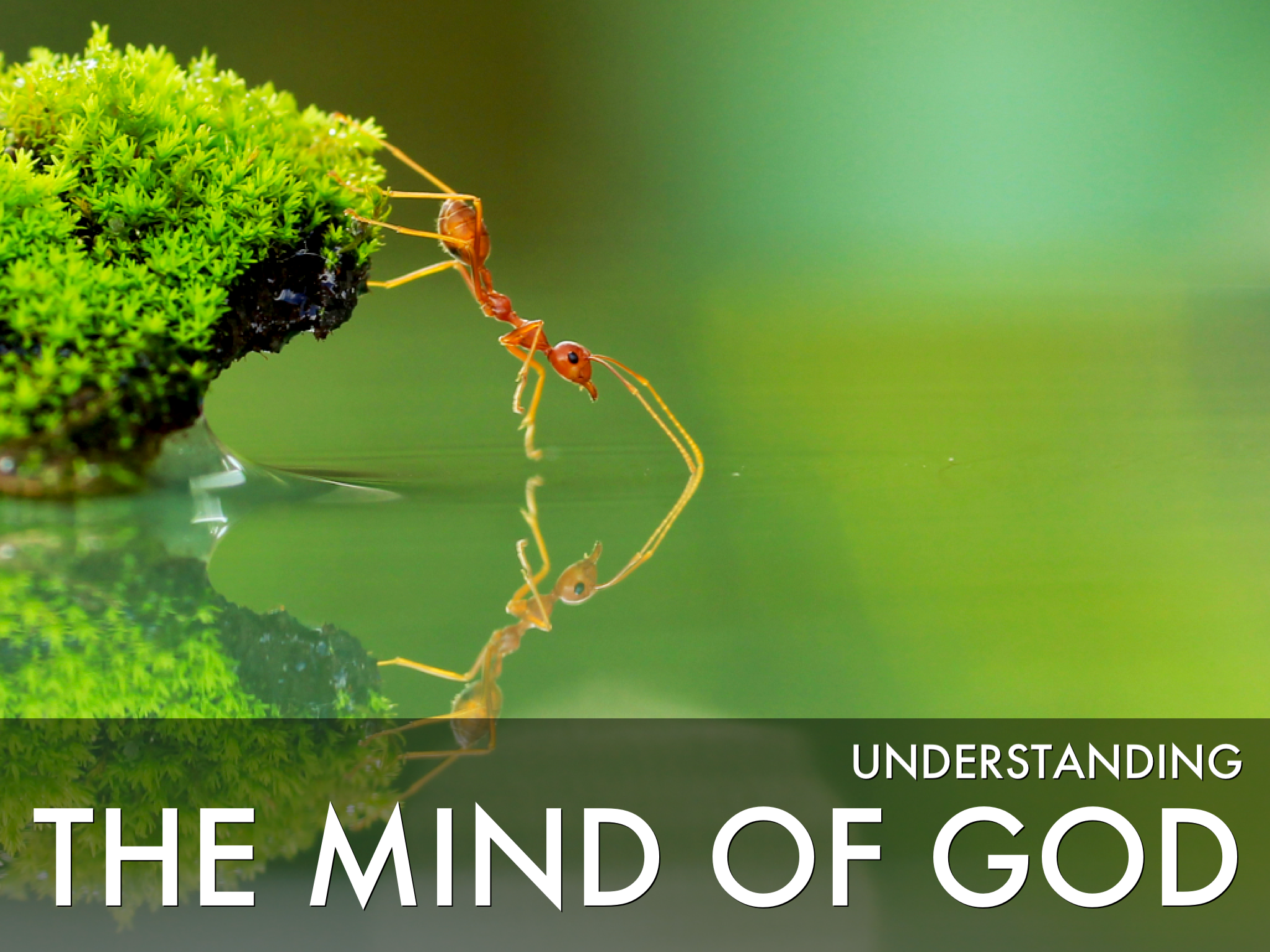 busy ants fed poor grasshopper – God's HotSpot