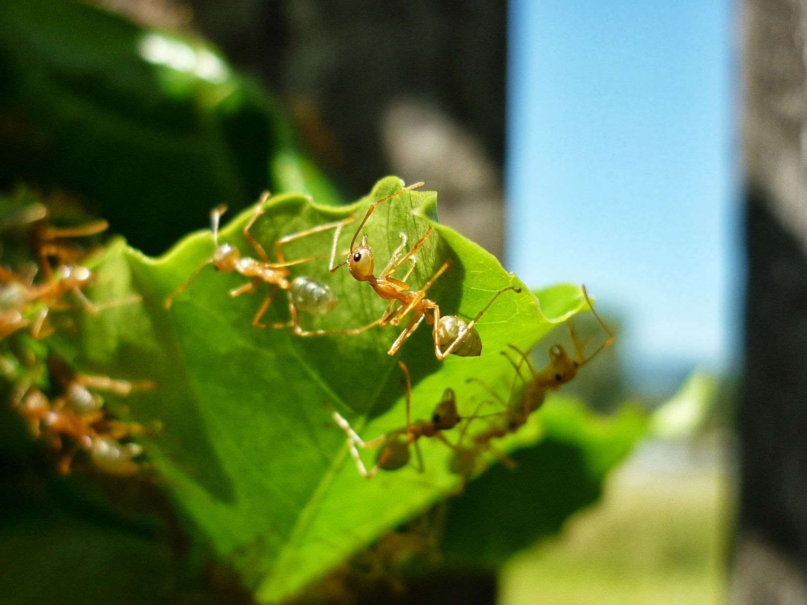 Grit and Giggles: Green Tree Ants