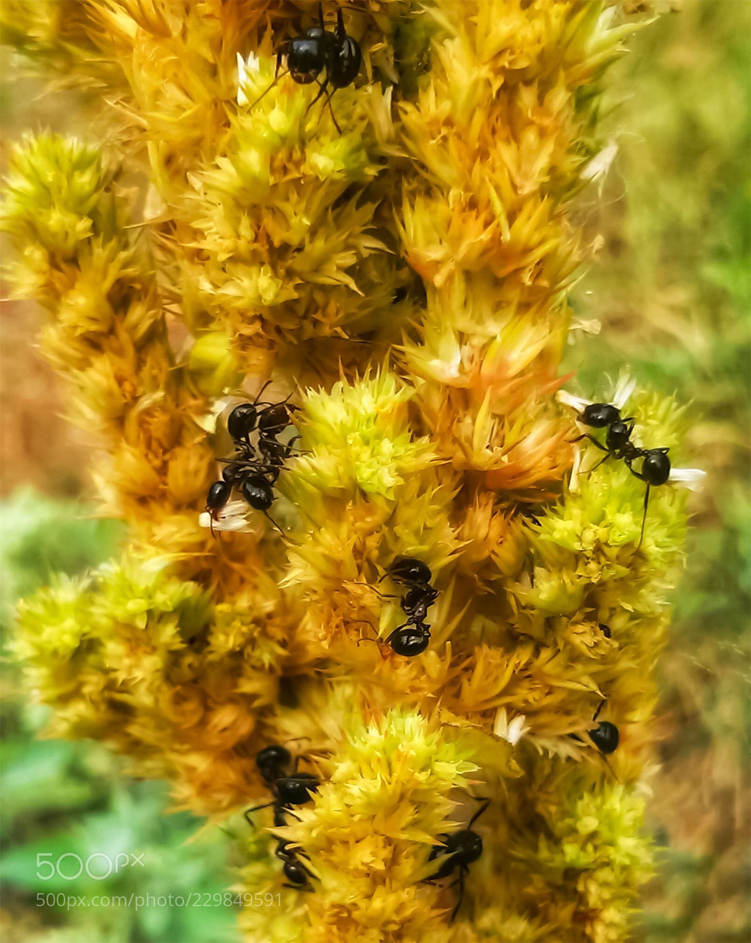 Busy Ants (Jenny Haritou / Chalkida / Greece) #LG-D605 #macro #photo ...