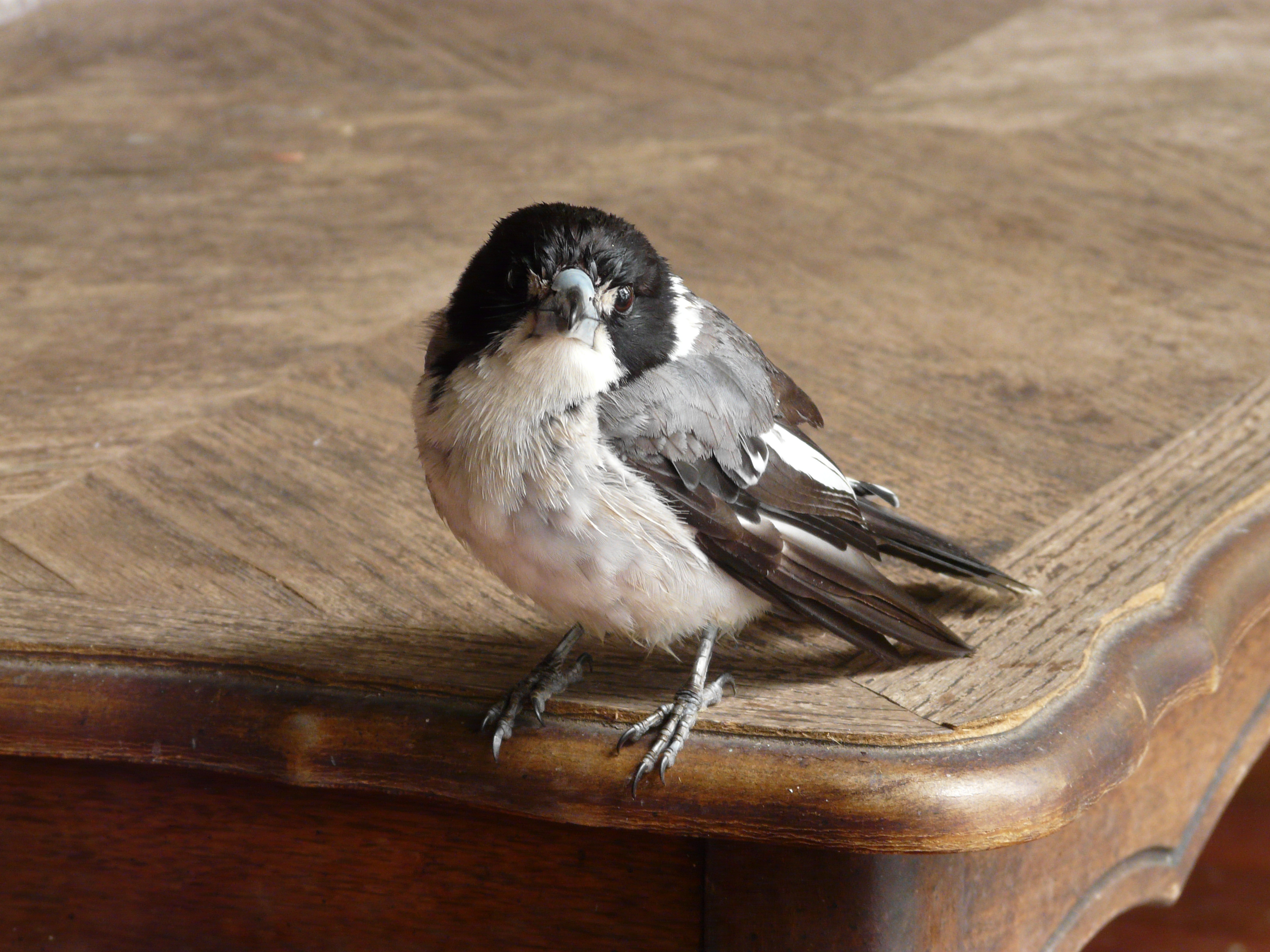 File:Juvenile Grey Butcherbird 2.jpg - Wikimedia Commons