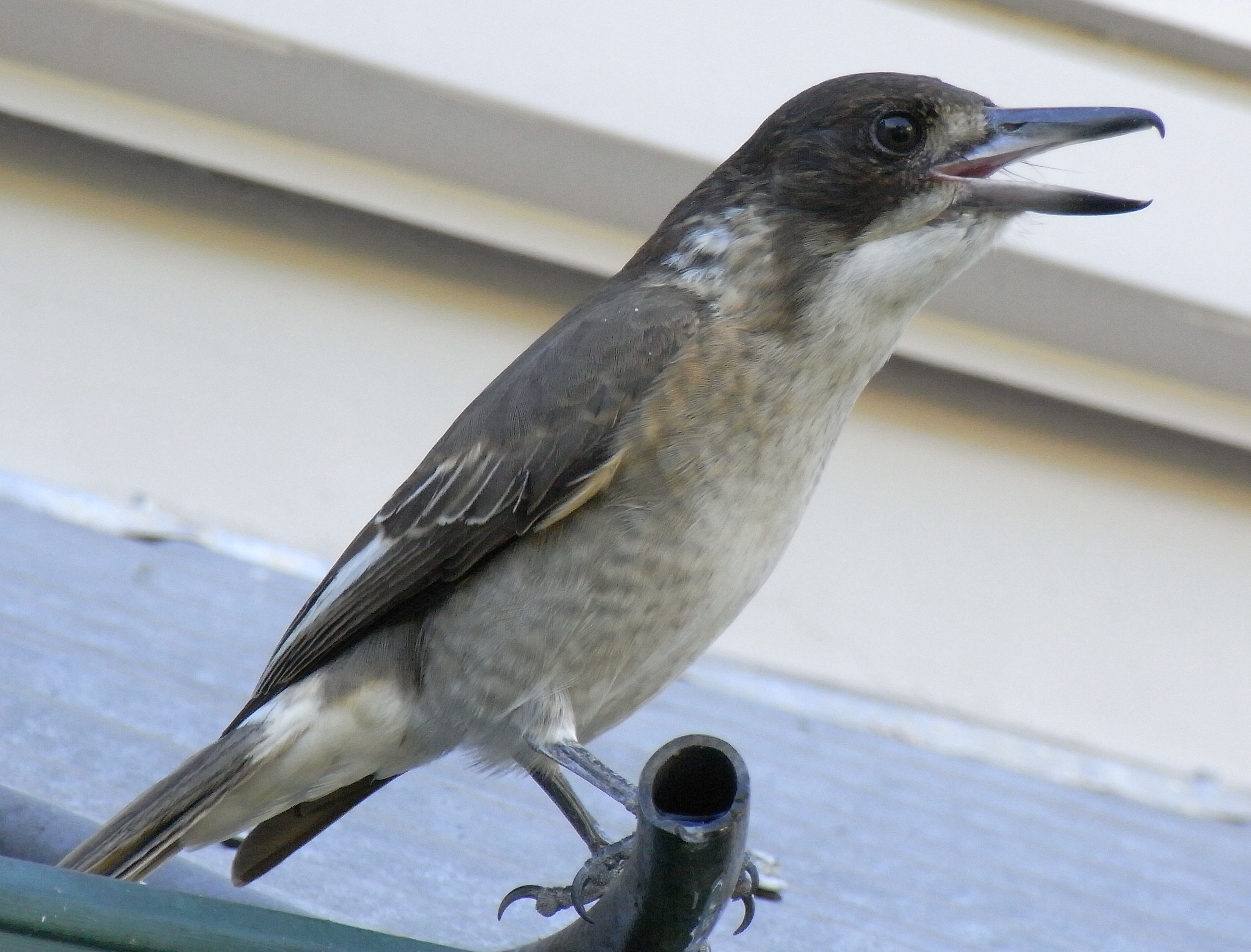 File:Grey Butcherbird Young Singing.JPG - Wikimedia Commons