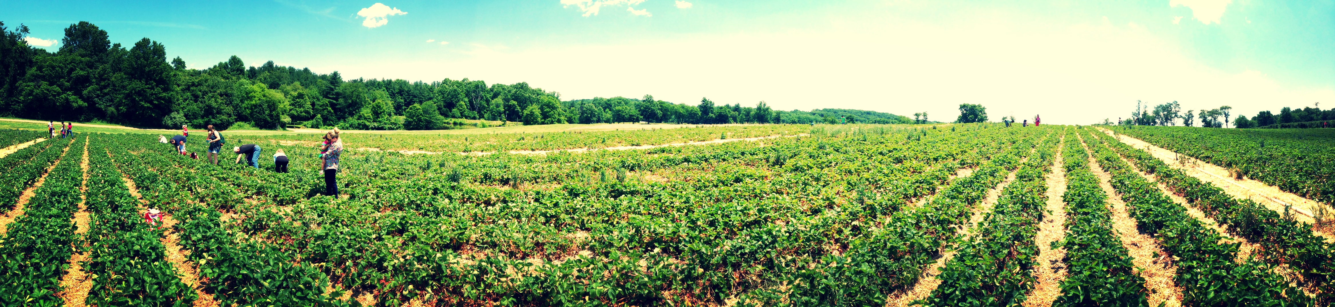 Berry Picking at Butler's Orchard | Karson Butler Events