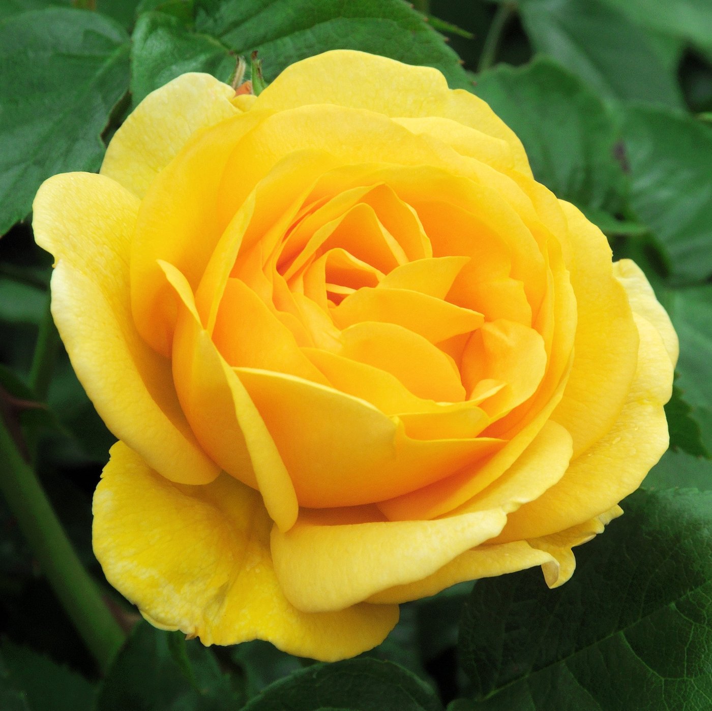 Smooth Touch® Rose Buttercup – Easy To Grow Bulbs