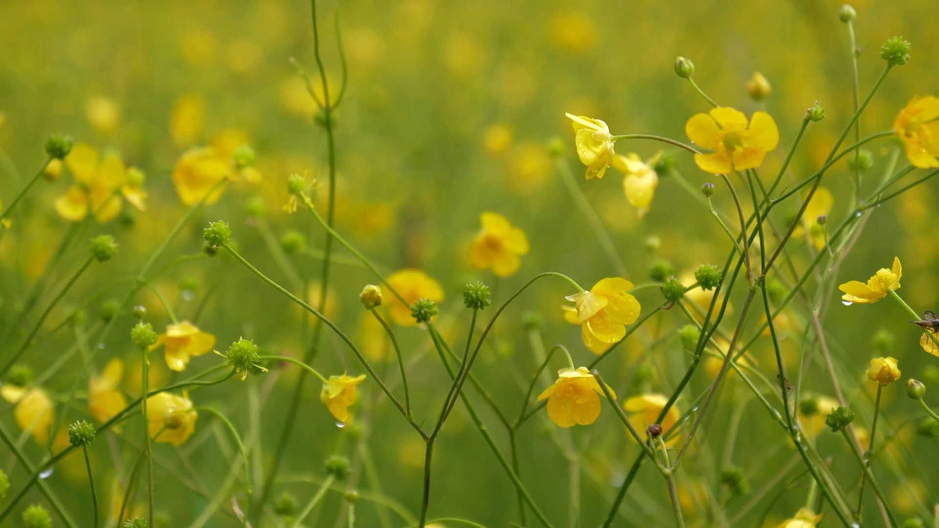 Yellow Meadow Buttercup flowers from the family Ranunculus in a ...