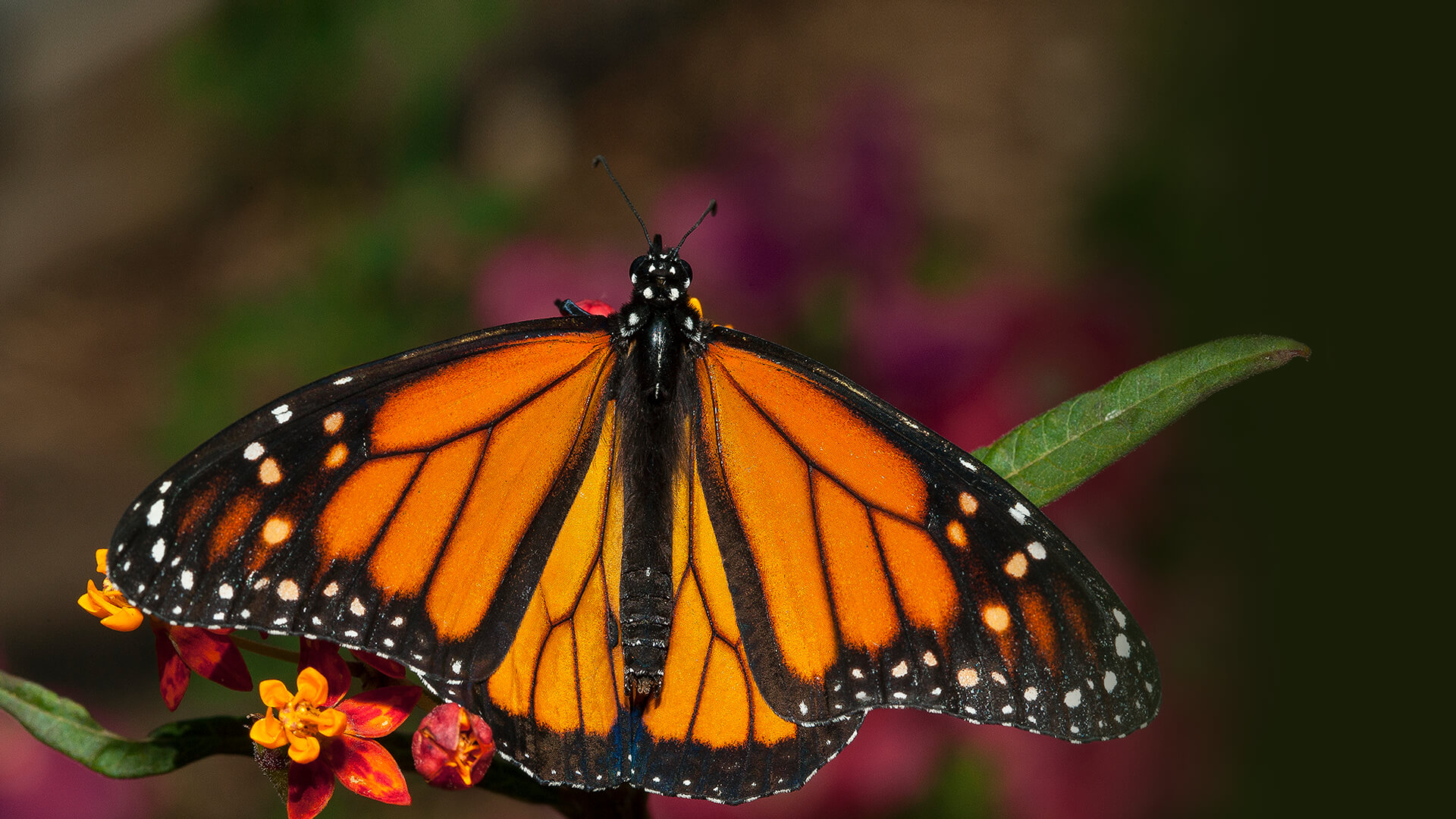 Butterfly | San Diego Zoo Animals & Plants