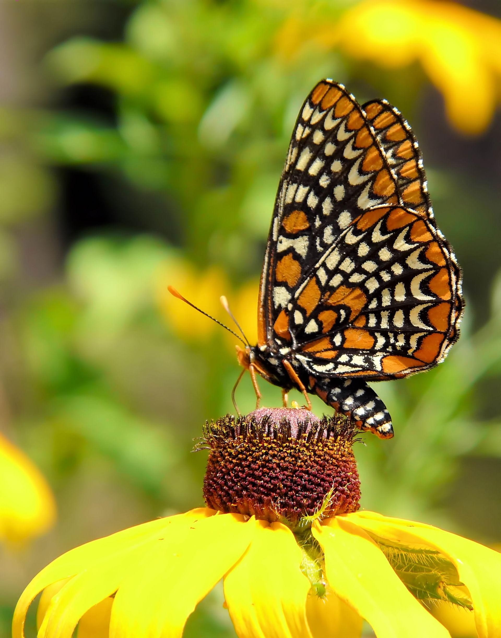 The Harmful Effect of Herbicides on the Habitat of Monarch Butterflies