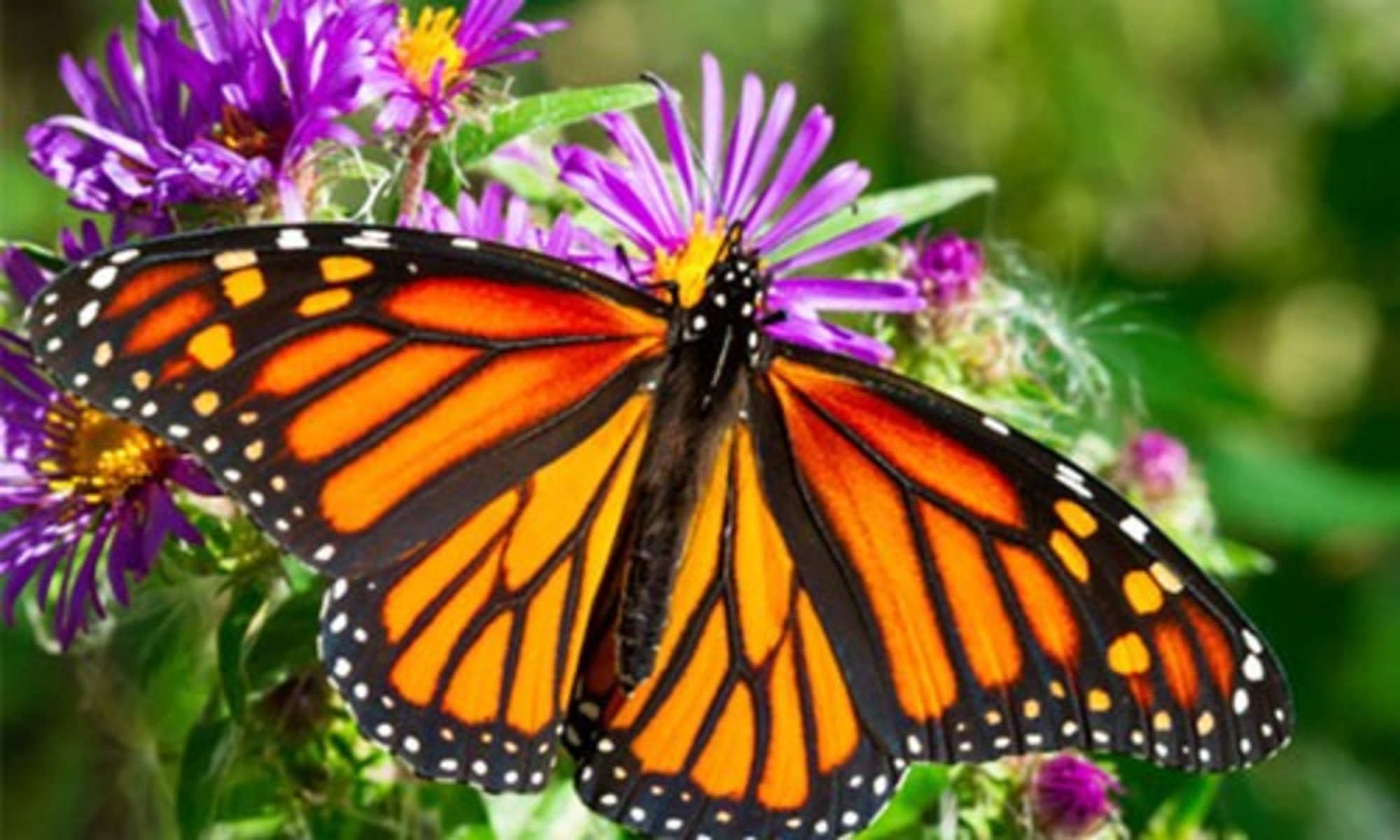 10 Super Cool Facts About Butterflies - EcoWatch